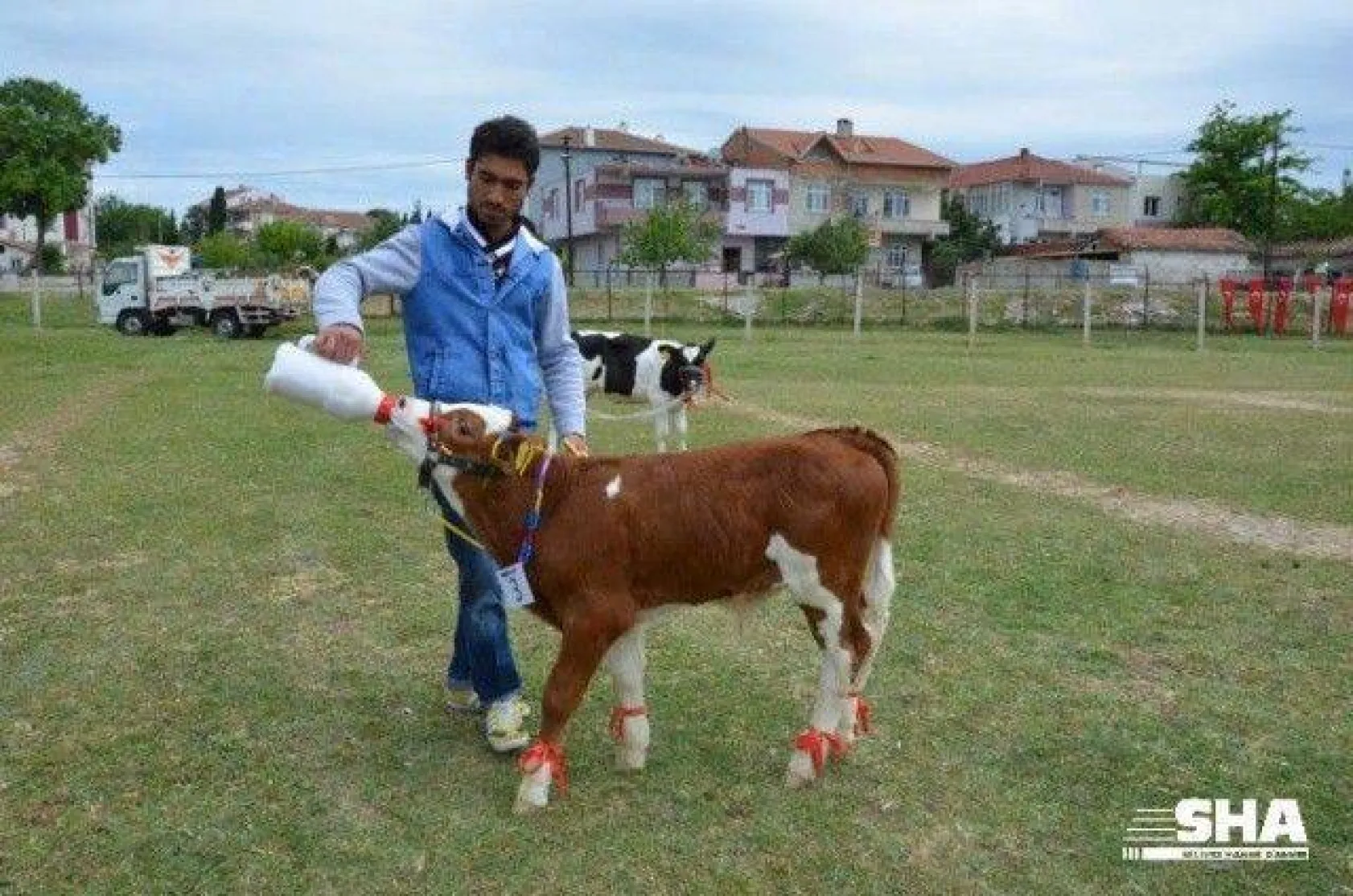 Silivri'nin en güzel buzağısı seçildi