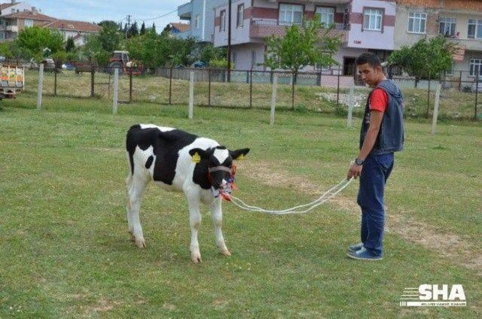 Silivri'nin en güzel buzağısı seçildi
