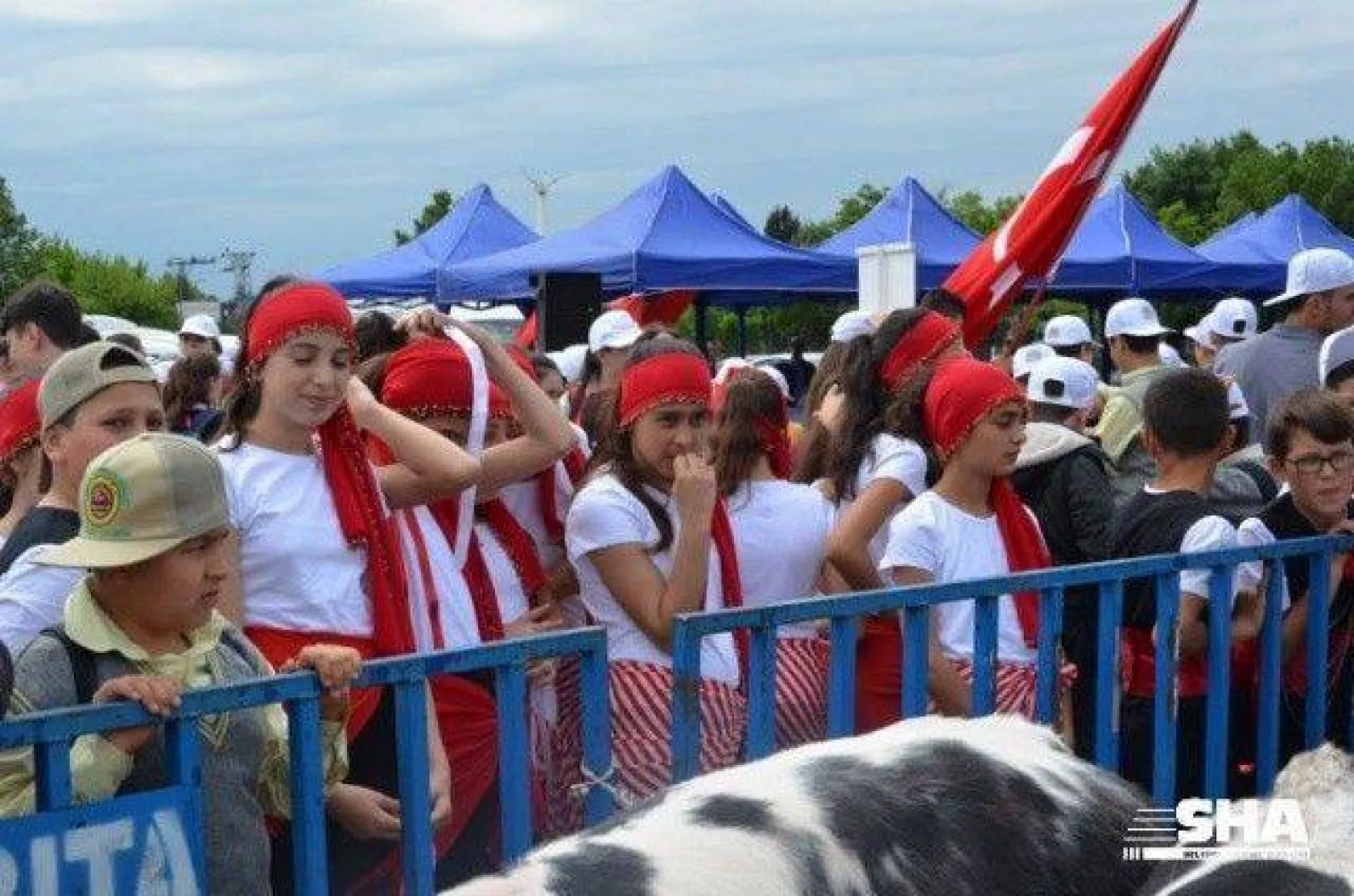Silivri'nin en güzel buzağısı seçildi
