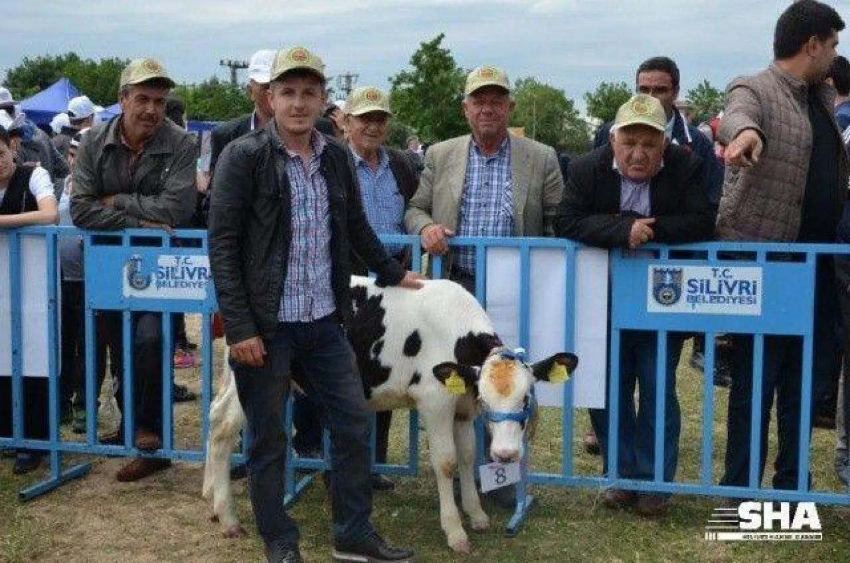Silivri'nin en güzel buzağısı seçildi