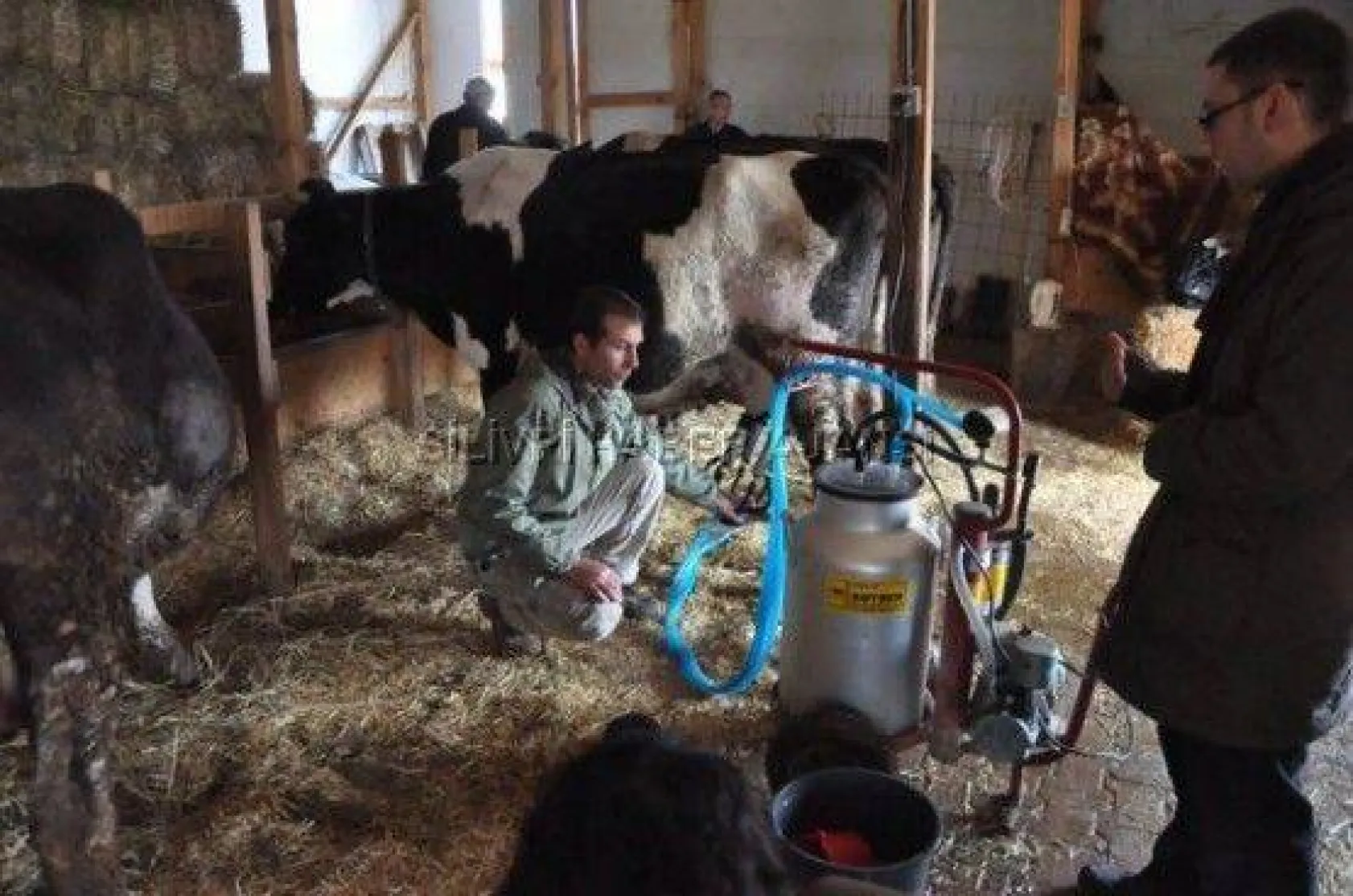 Japonlar Silivri Yoğurduna Hayran Kaldı