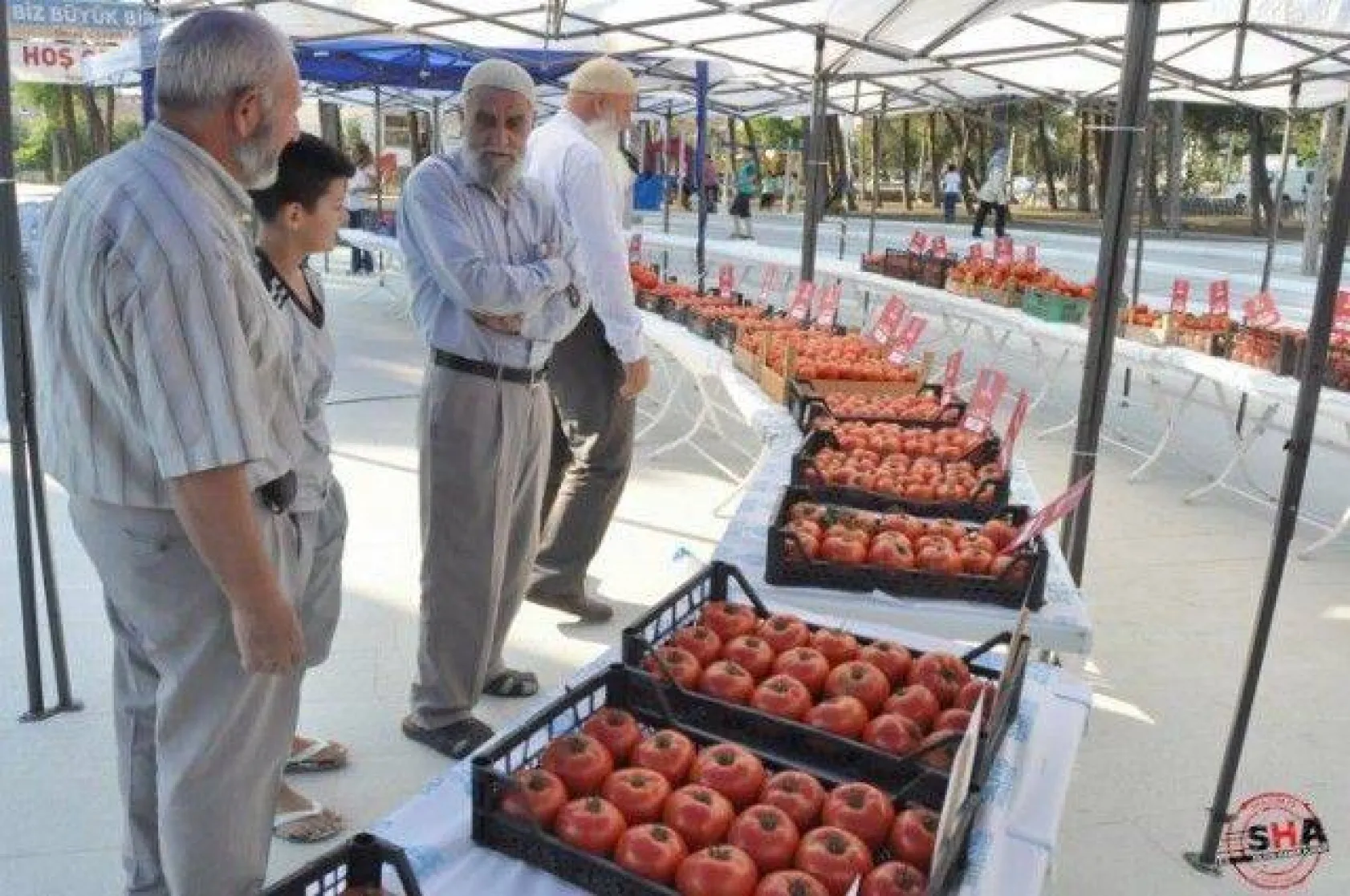 En İyi Domates Seçildi