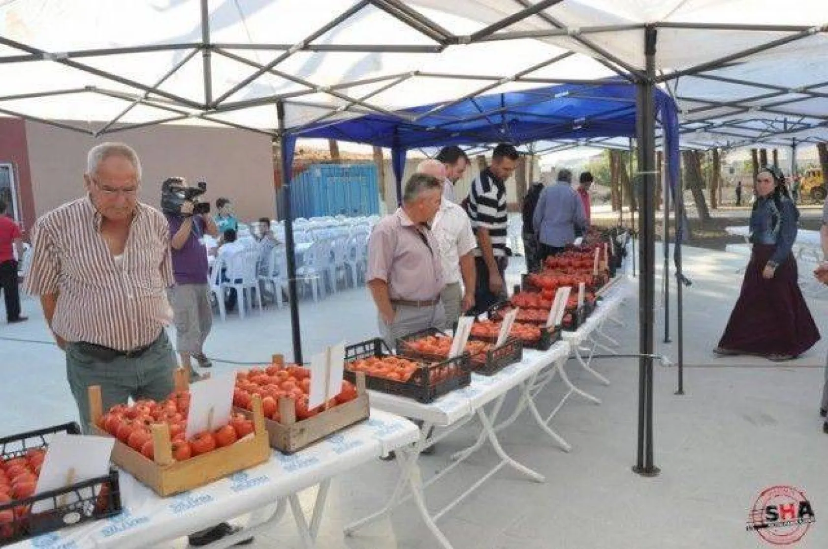 En İyi Domates Seçildi