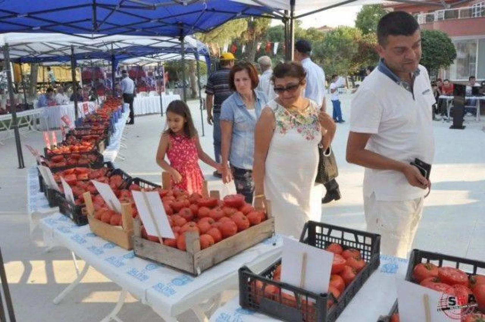 En İyi Domates Seçildi