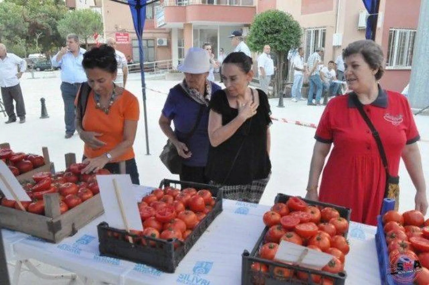 En İyi Domates Seçildi