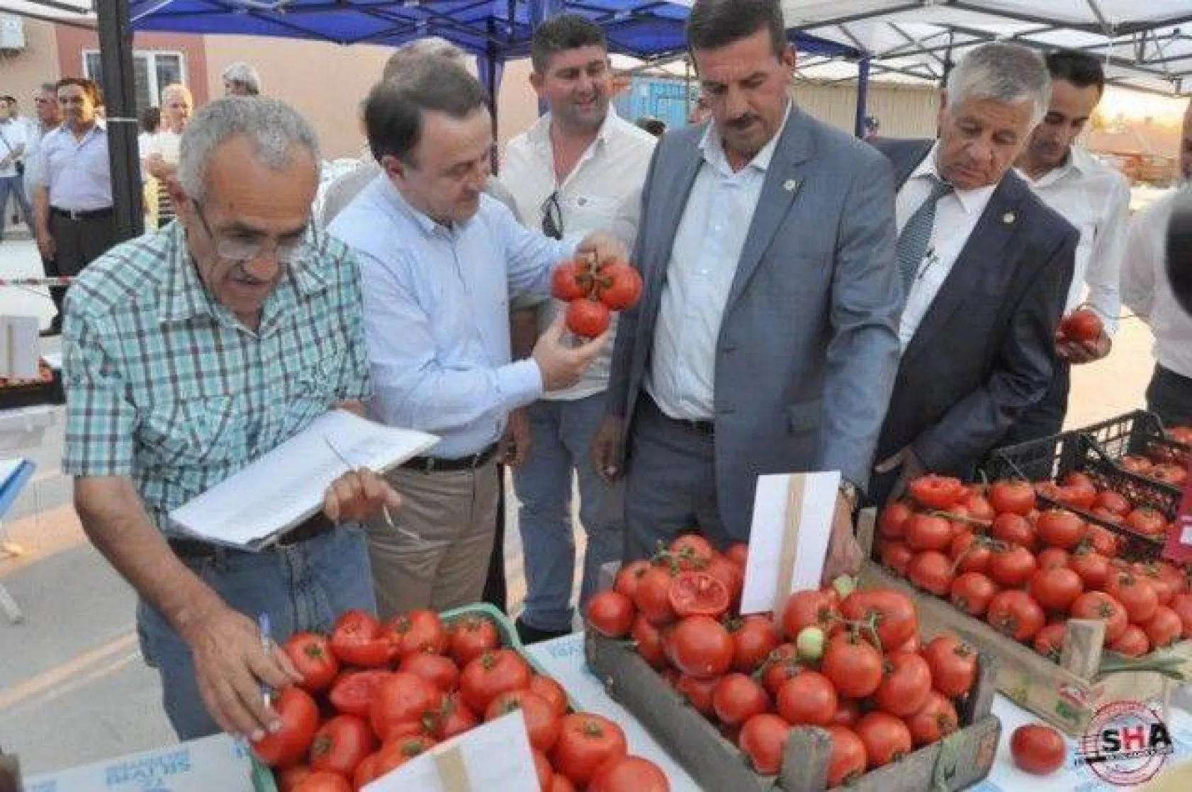 En İyi Domates Seçildi