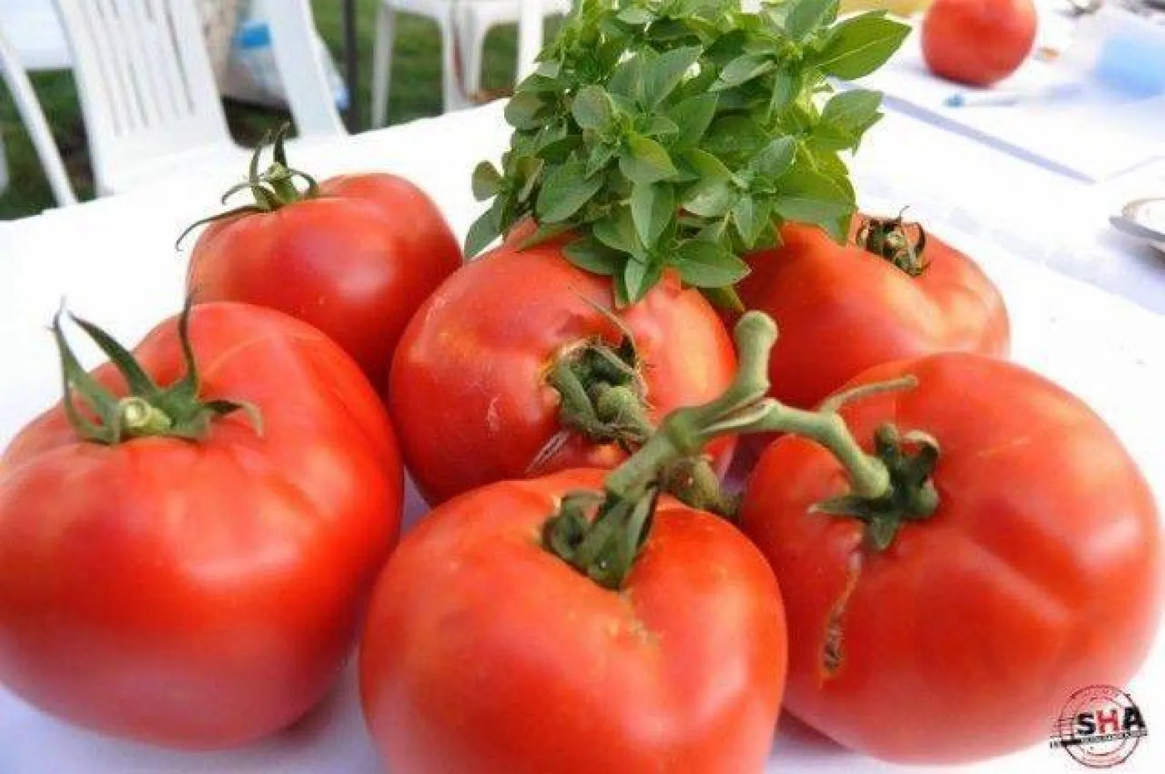 En İyi Domates Seçildi