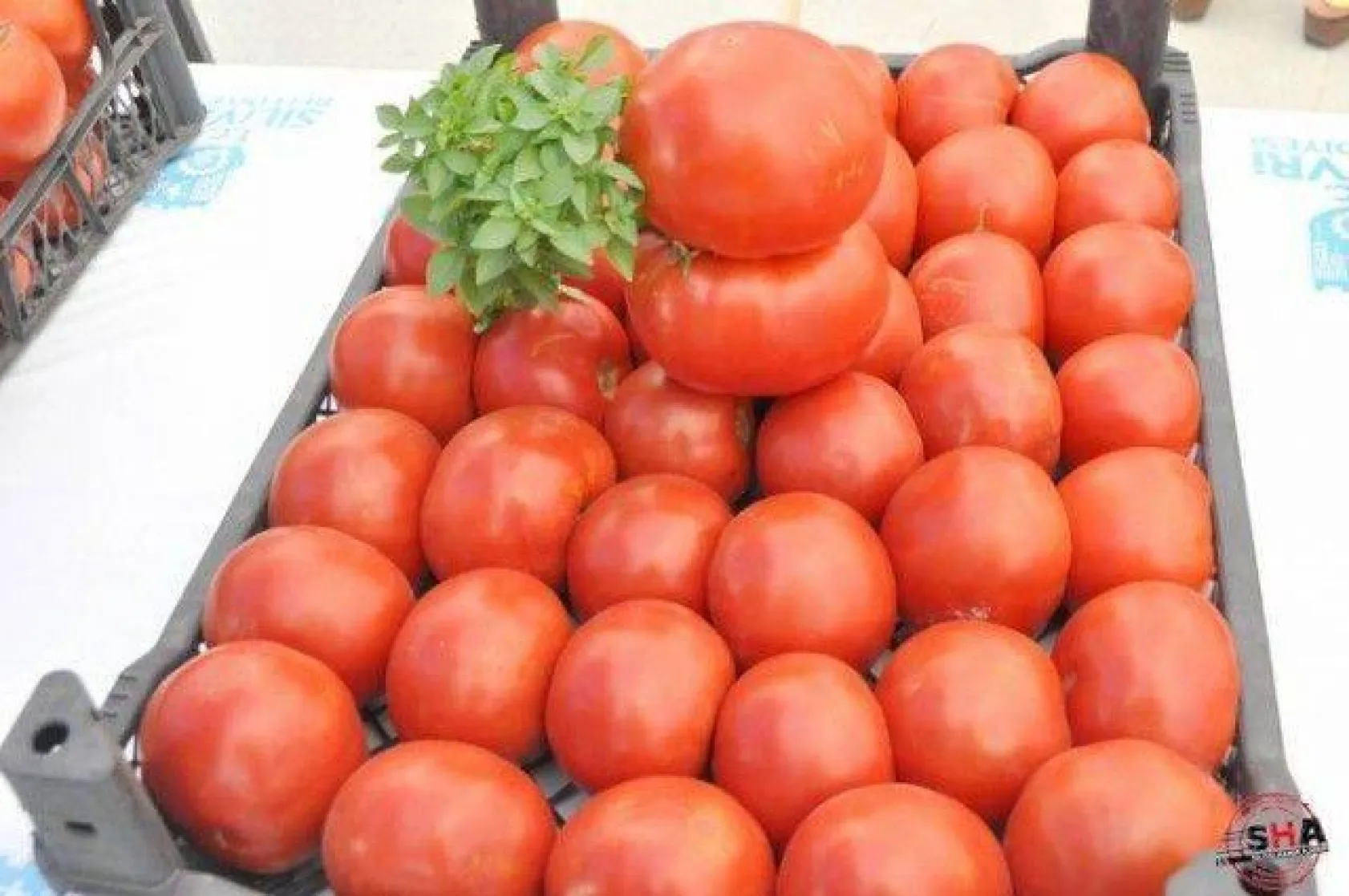 En İyi Domates Seçildi