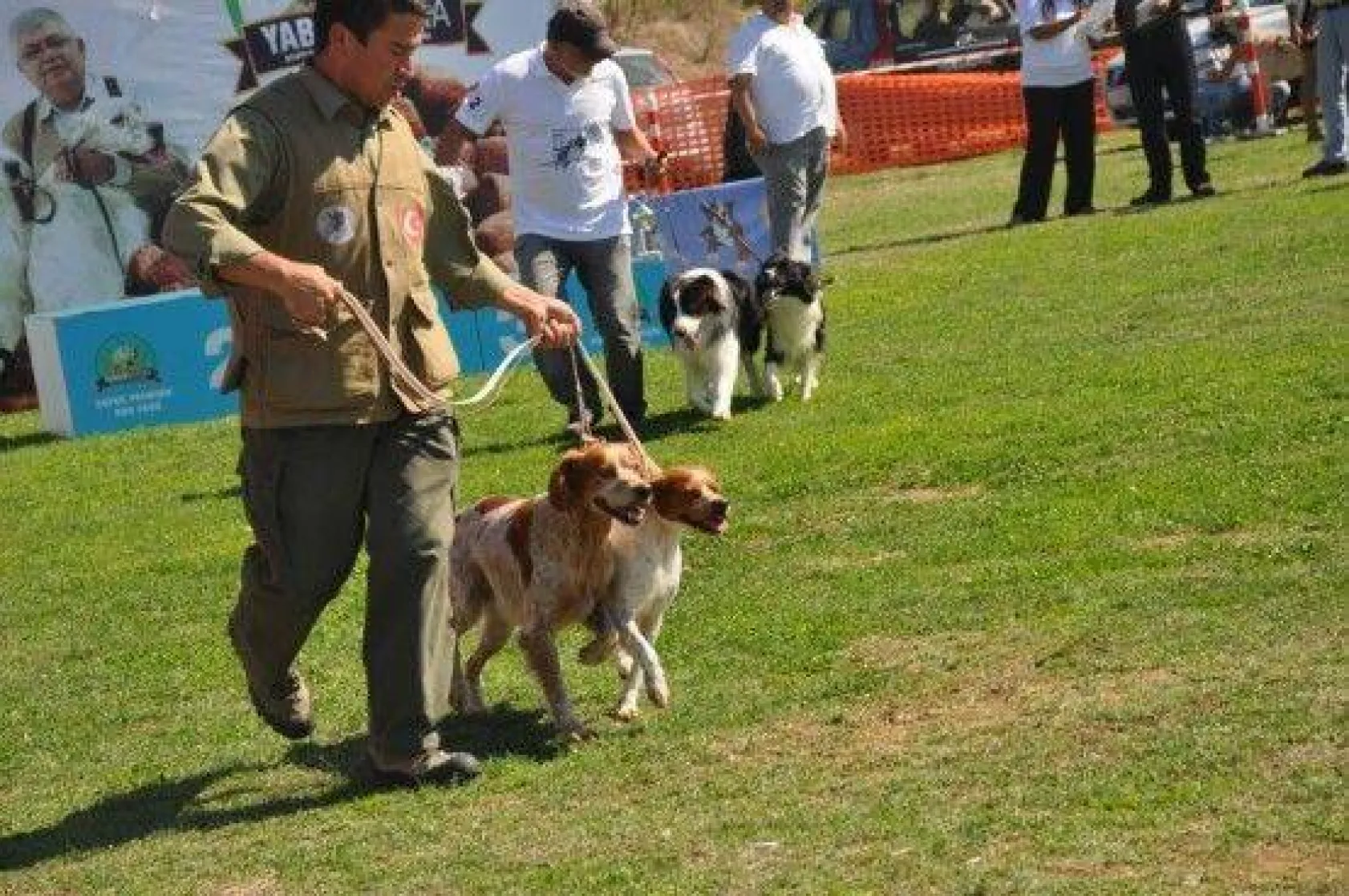 9 Ülkeden 290 Köpek Yarıştı