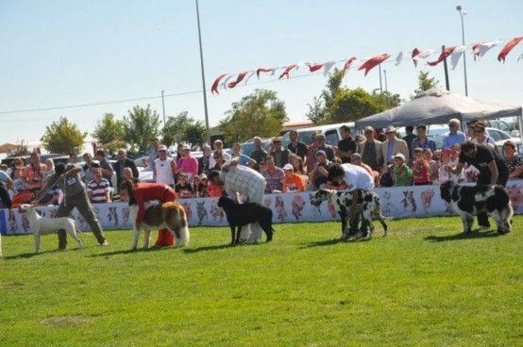 9 Ülkeden 290 Köpek Yarıştı