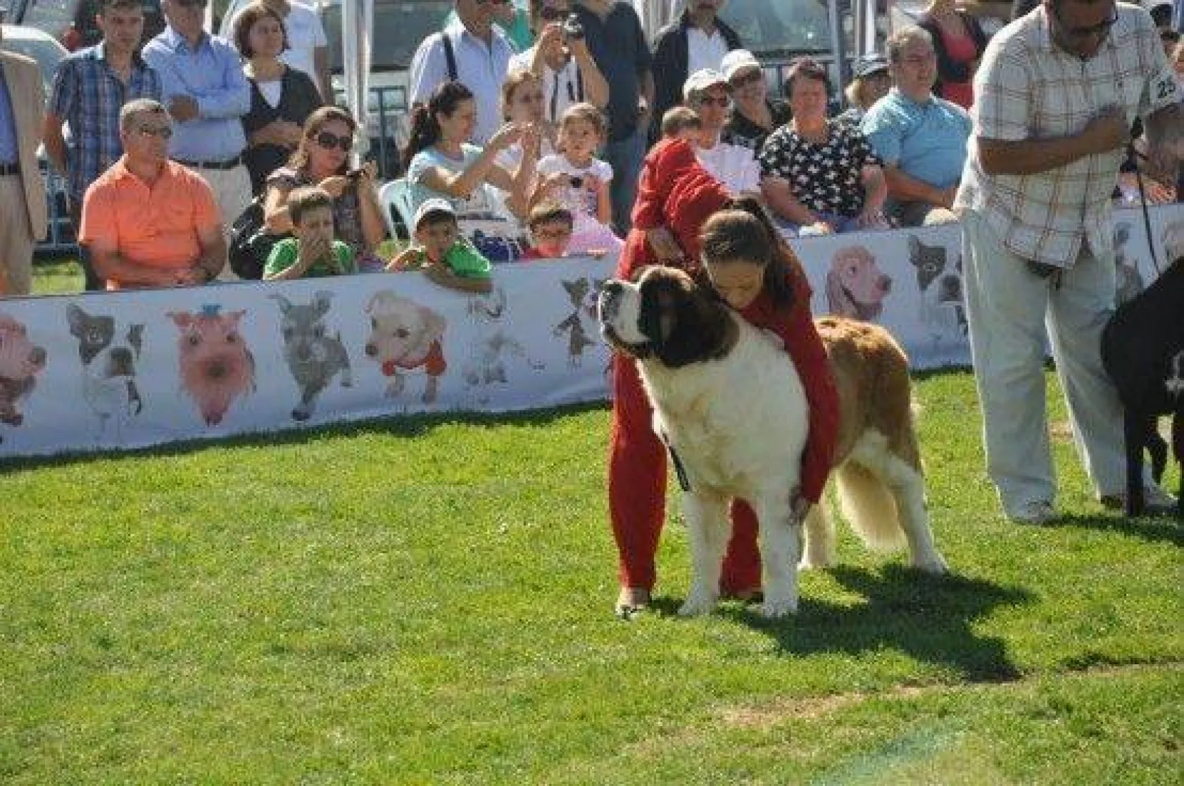 9 Ülkeden 290 Köpek Yarıştı