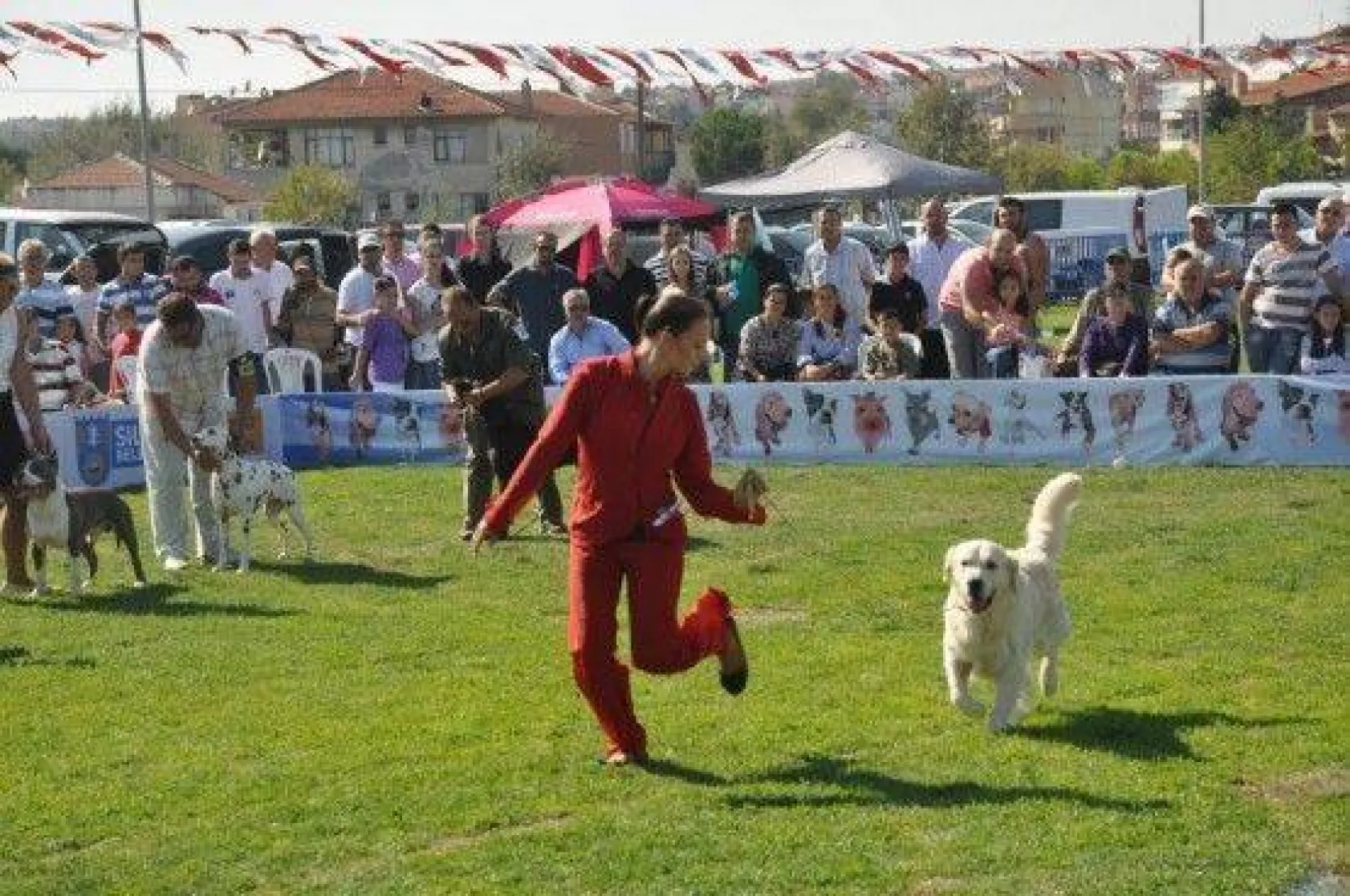 9 Ülkeden 290 Köpek Yarıştı