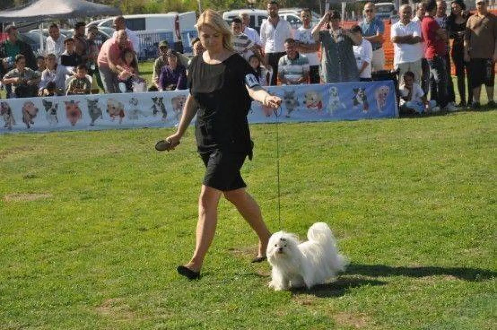 9 Ülkeden 290 Köpek Yarıştı