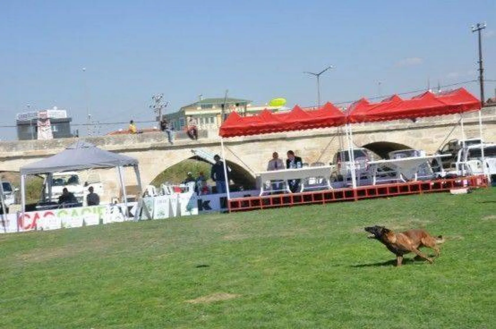 9 Ülkeden 290 Köpek Yarıştı