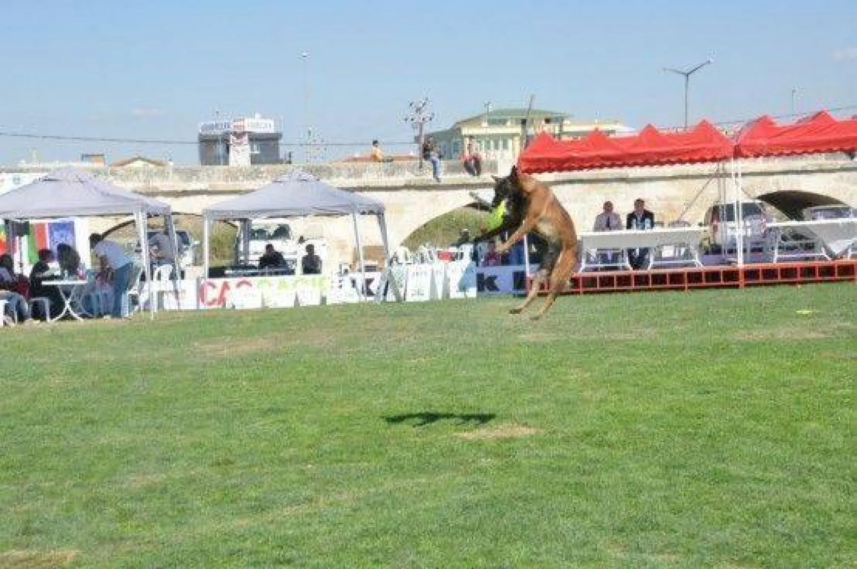 9 Ülkeden 290 Köpek Yarıştı