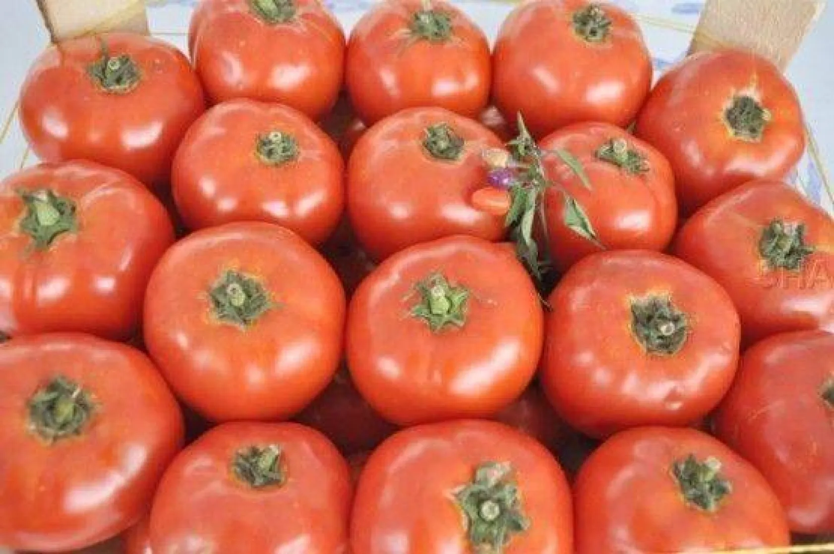 28.Değirmenköy Domates Festivali