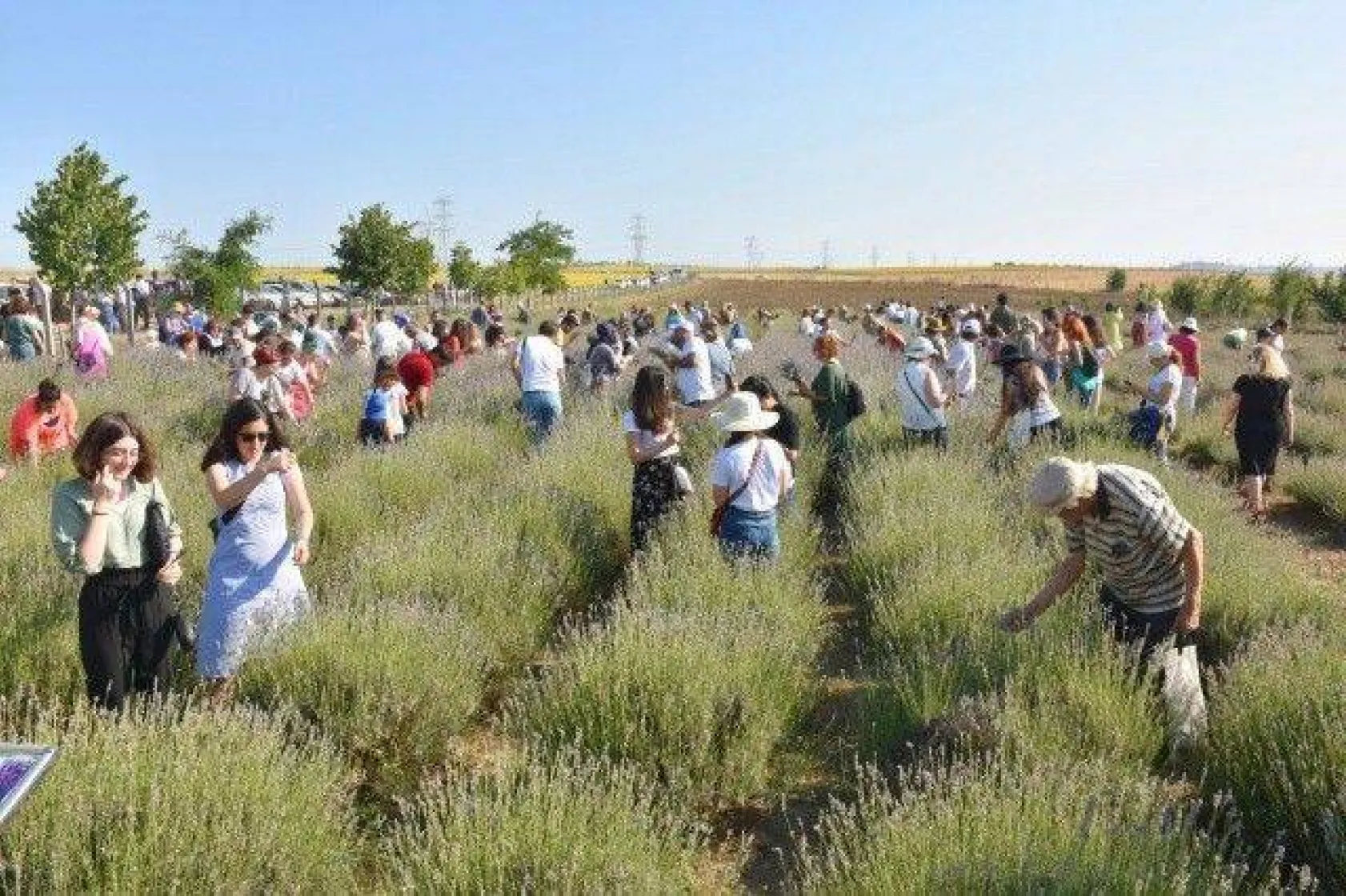 Silivri'de Görkemli Lavanta Şenliği