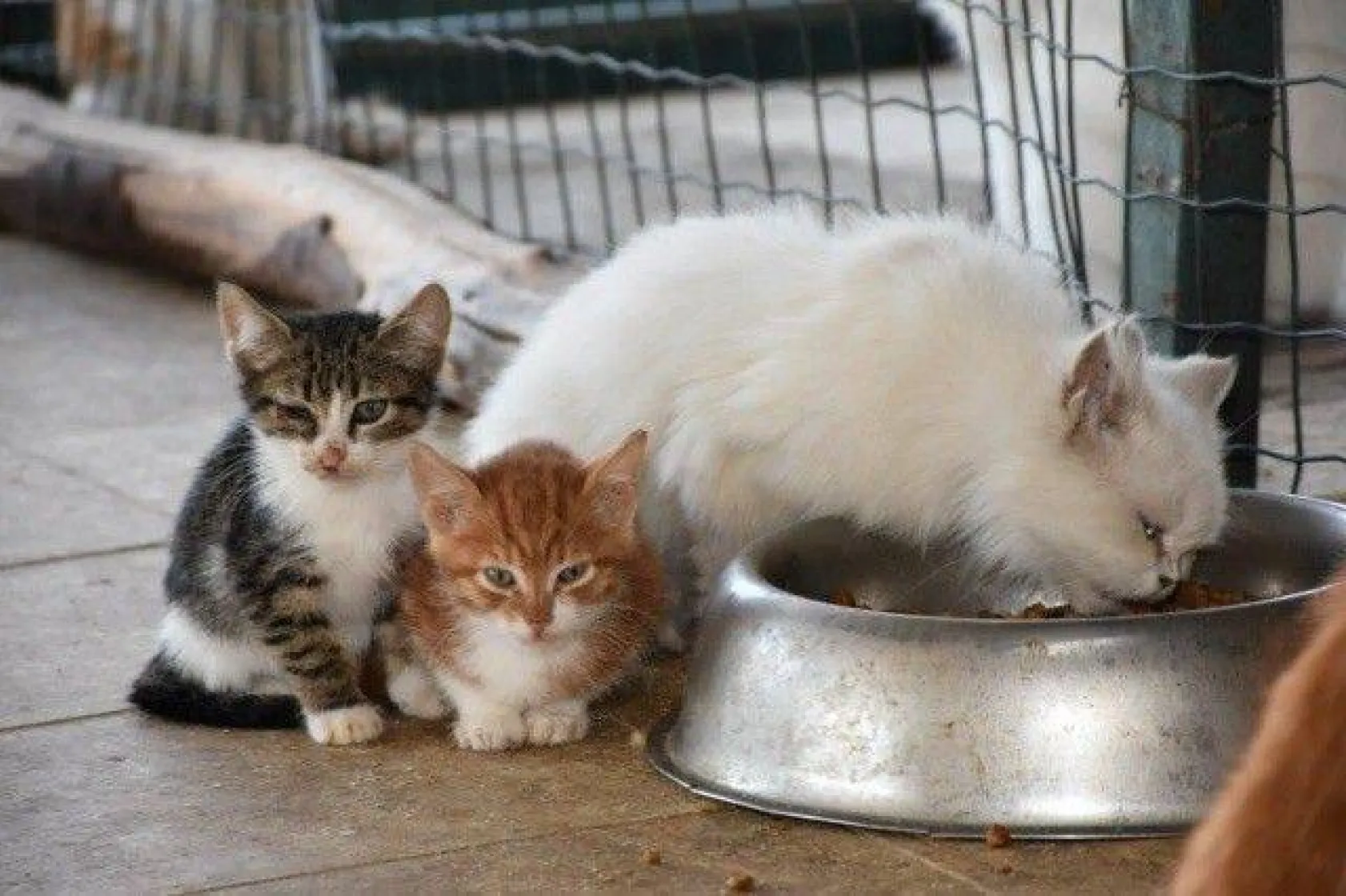 Minikler Can Dostlarımızı Çok Sevdi