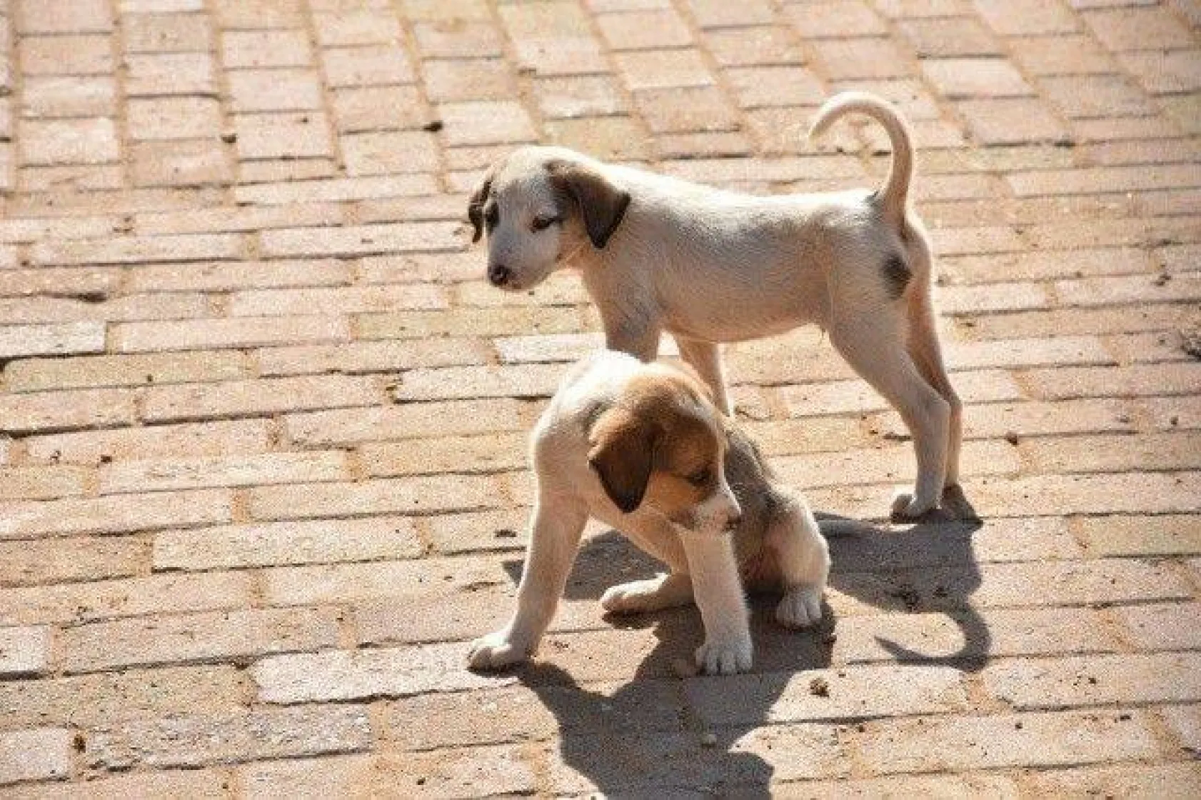 Minikler Can Dostlarımızı Çok Sevdi