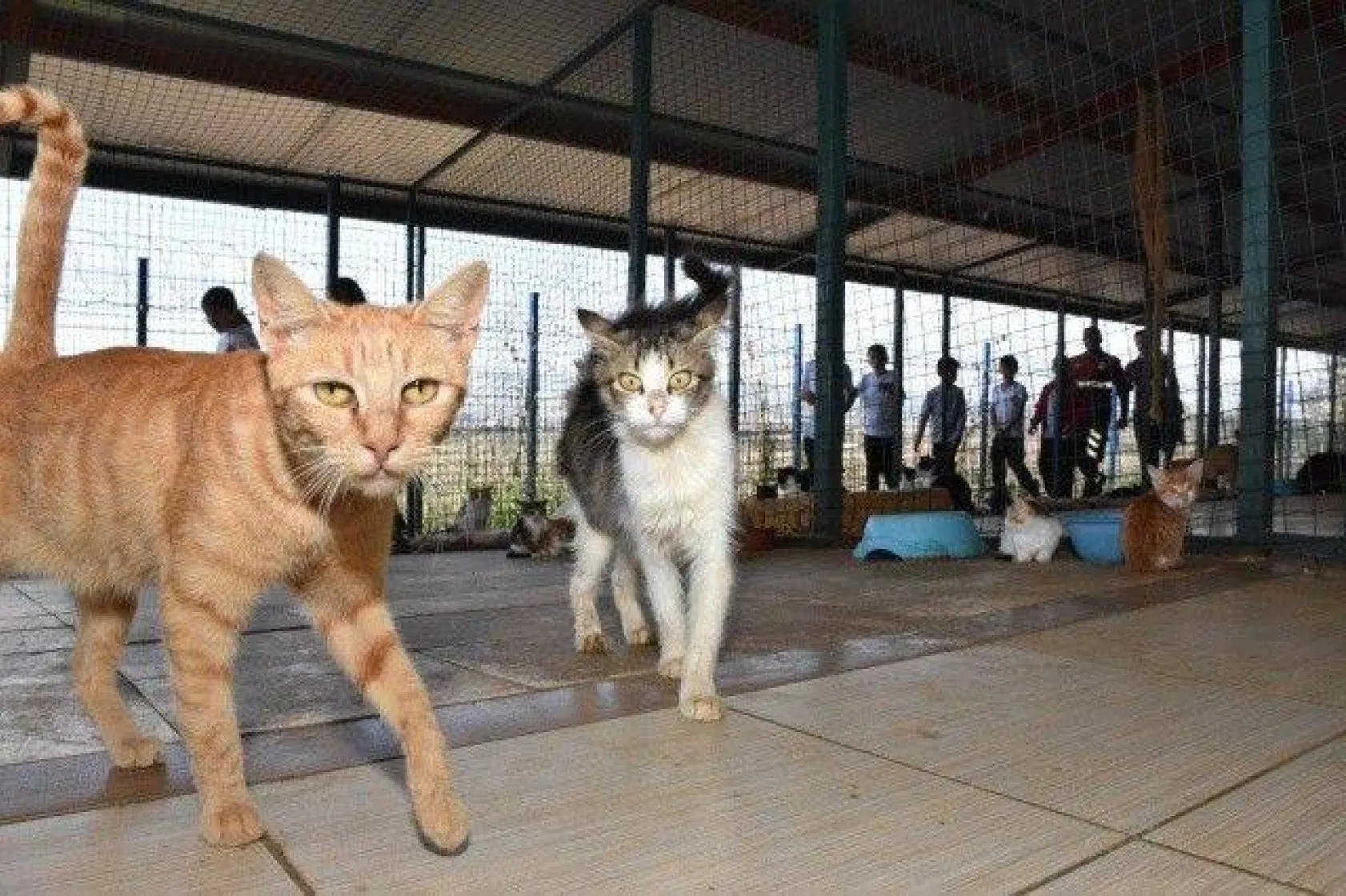 Minikler Can Dostlarımızı Çok Sevdi