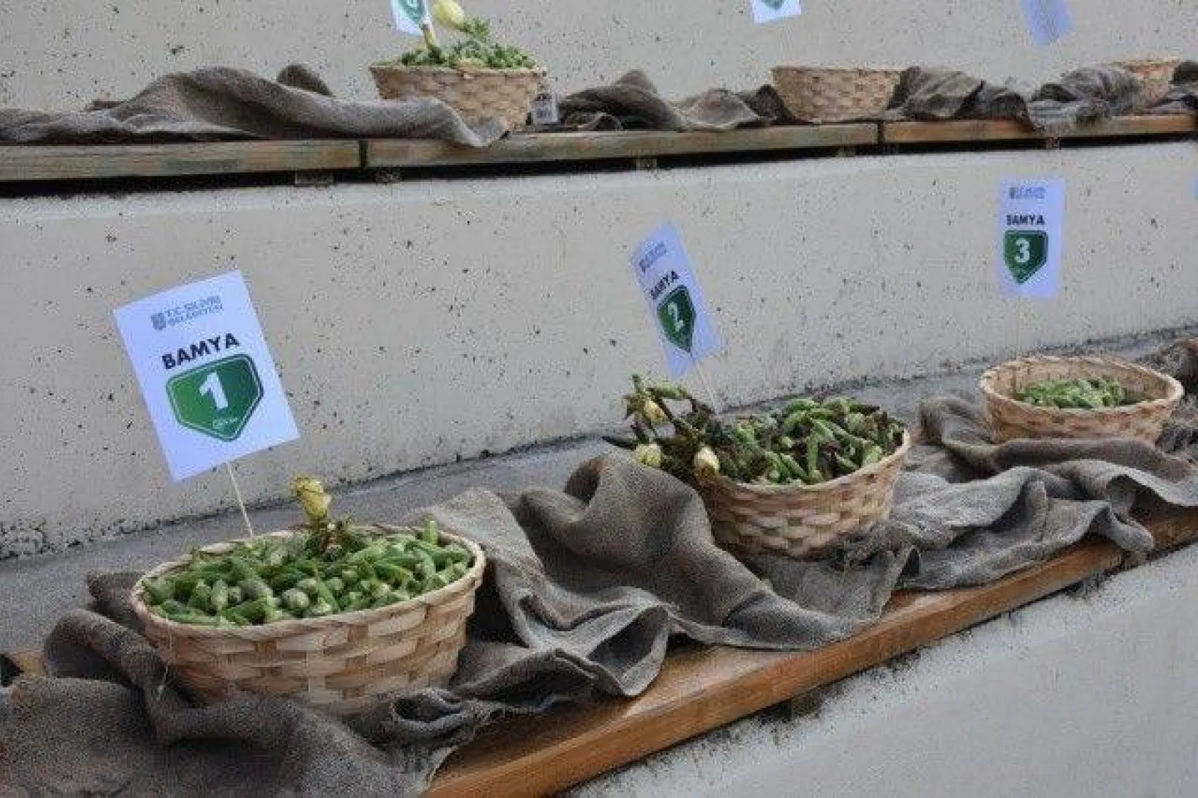 Silivri'de En İyi Kavun ve Bamya Üreticileri Yarıştı