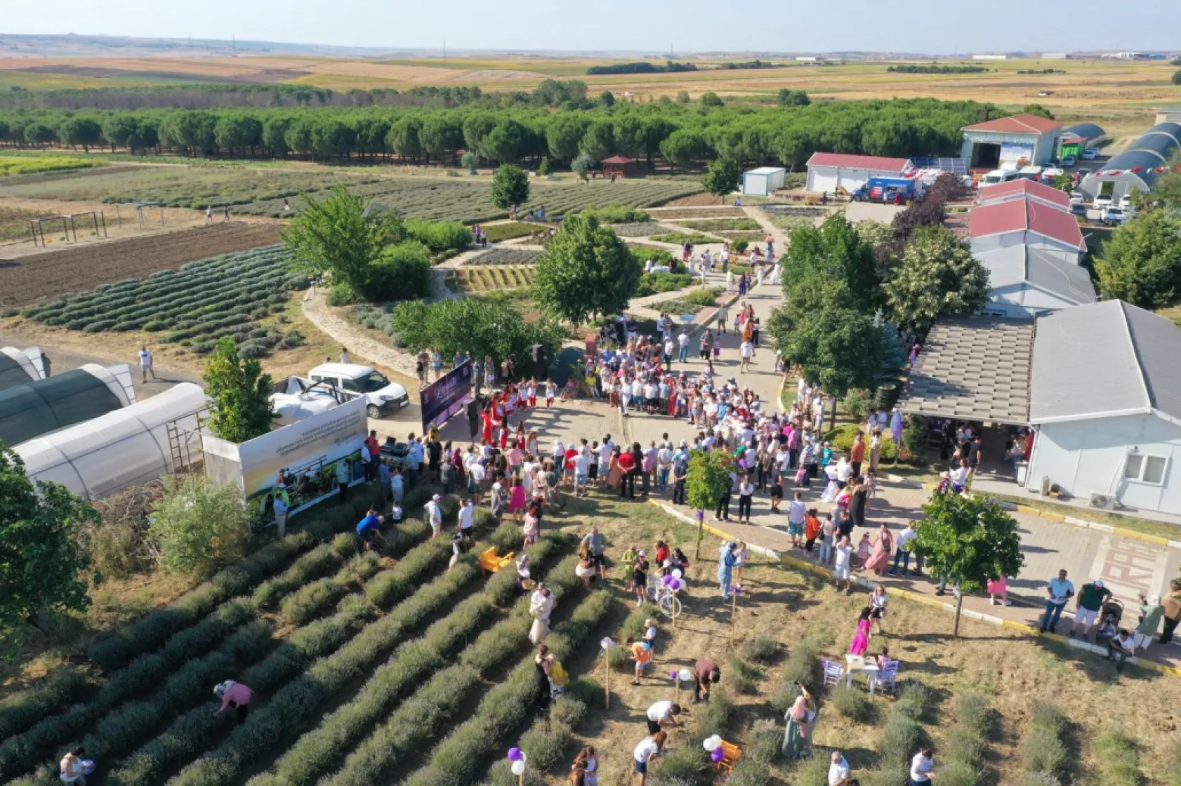 Silivri'de Lavanta Hasat Şenliği Coşkuyla Gerçekleşti