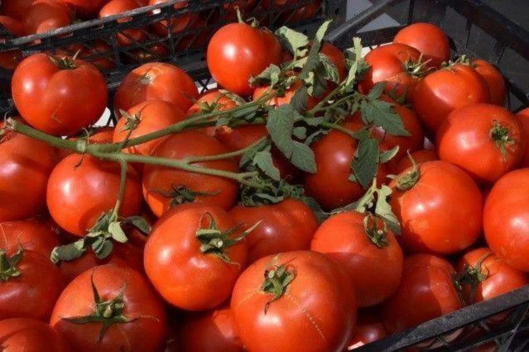 Domates Festivali'nde Köy Pazarı Müjdesi