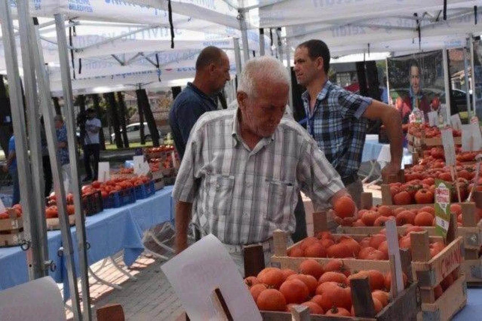 Silivri En İyi Domatesi ve 'Güzeli'ni Seçti