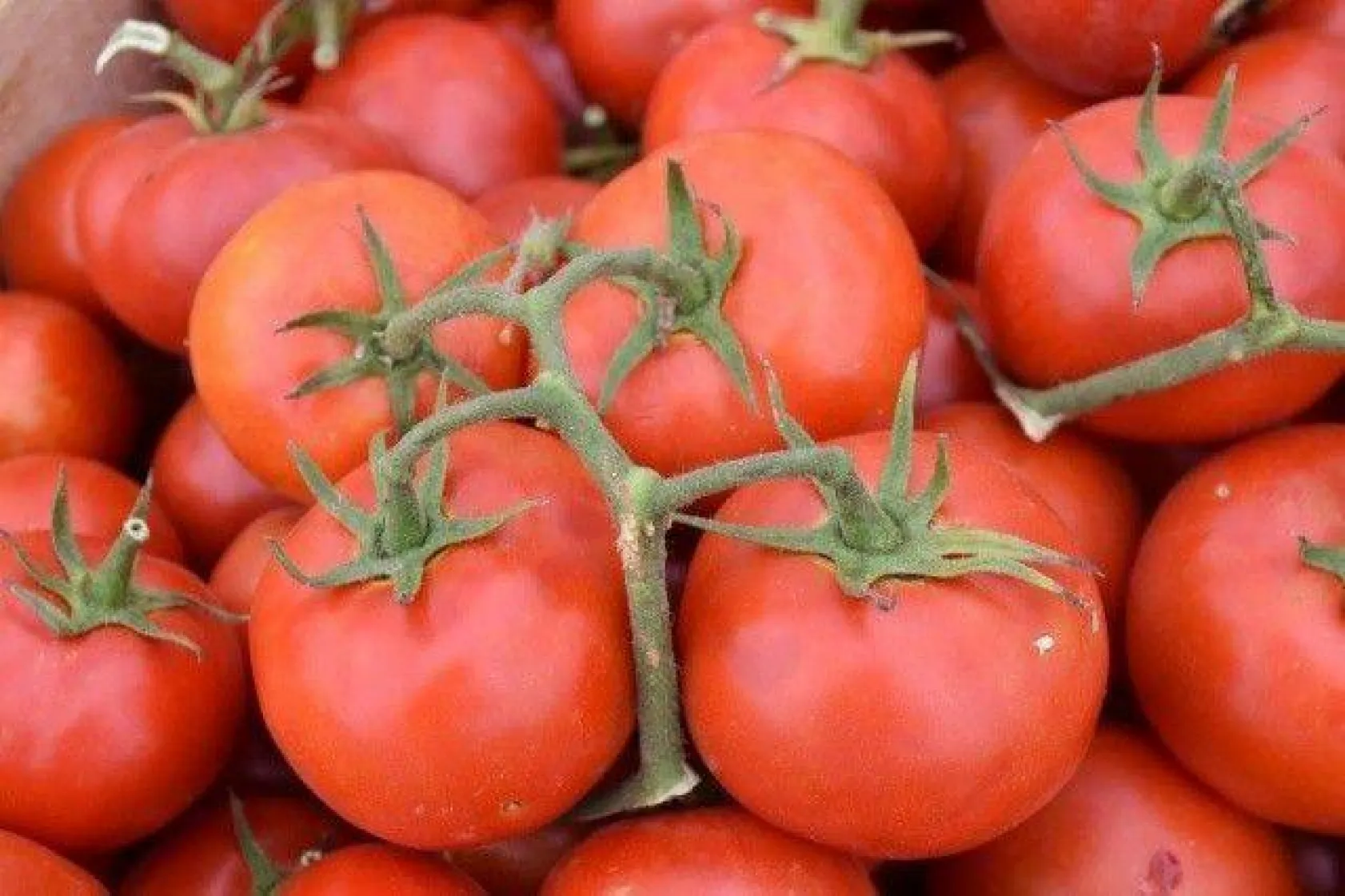 Silivri En İyi Domatesi ve 'Güzeli'ni Seçti