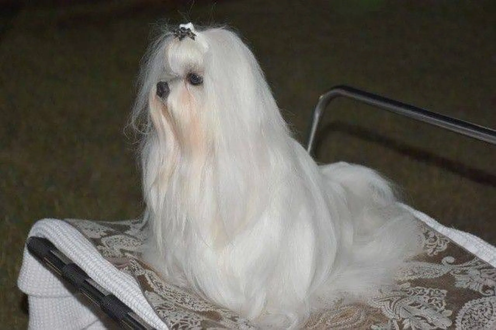 En İyi Köpek Irkları Silivri'deydi