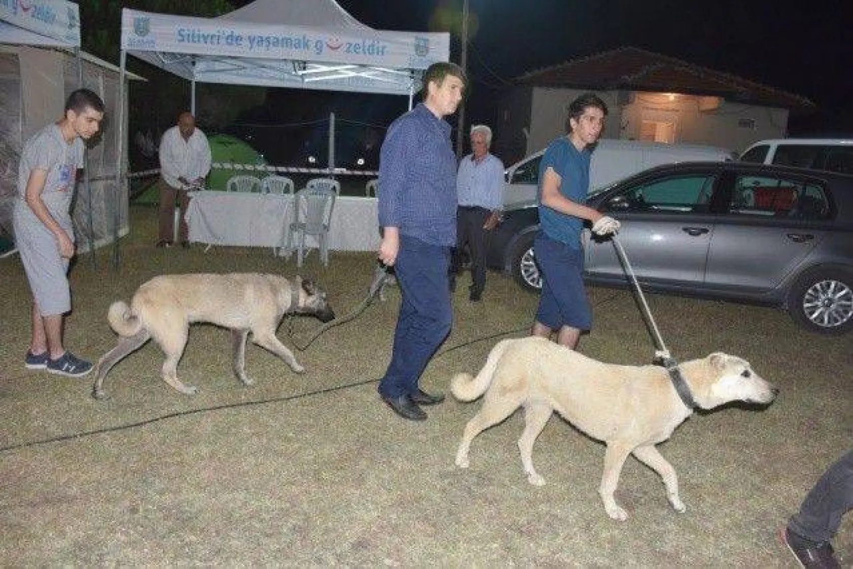 En İyi Köpek Irkları Silivri'deydi