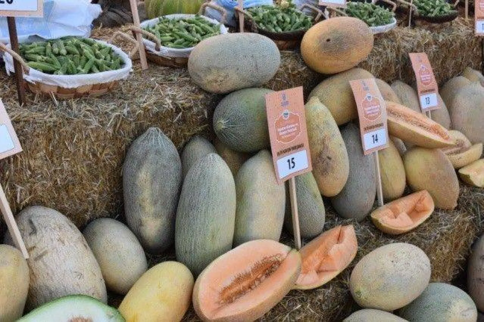 Selimpaşa'da Yılların Geleneği Bamya ve Kavun Festivali