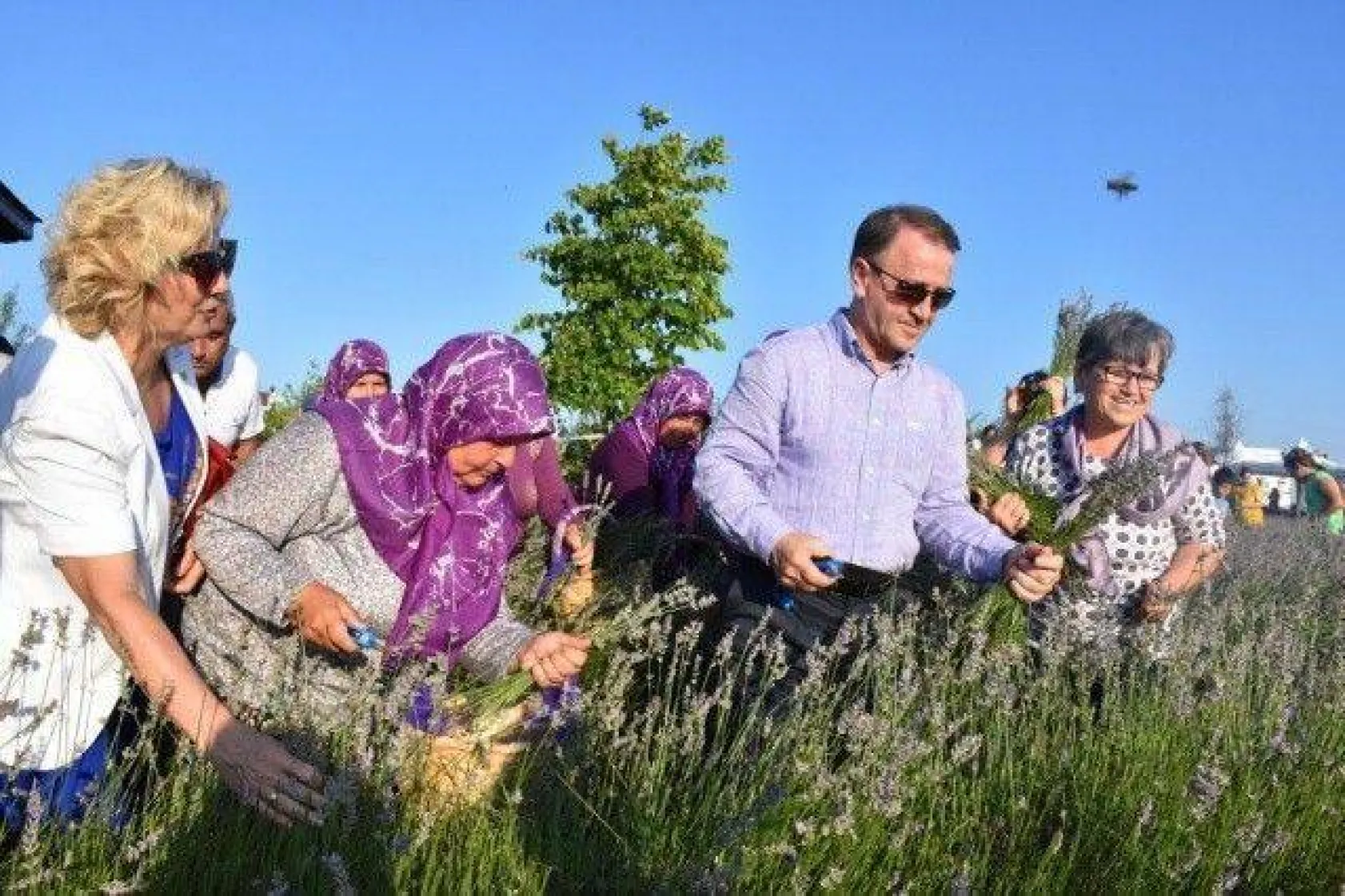 Lavanta Hasat Şenliği yapıldı
