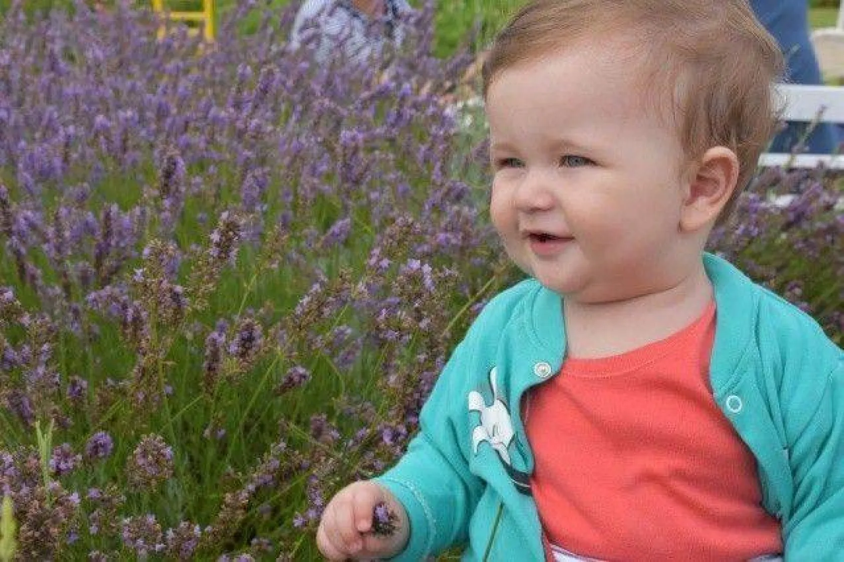 Lavanta Hasat Şenliği yapıldı