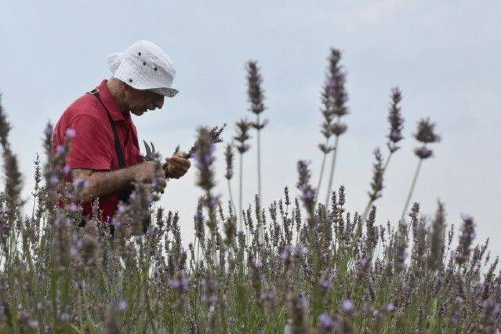 Lavanta Hasat Şenliği yapıldı