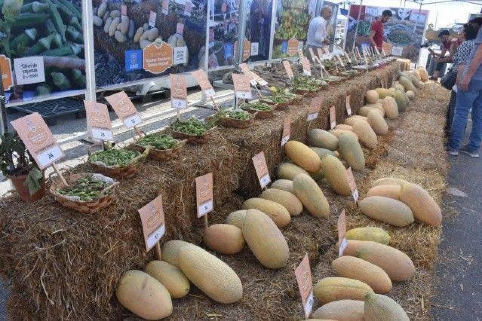 Selimpaşa'da lezzetli festival