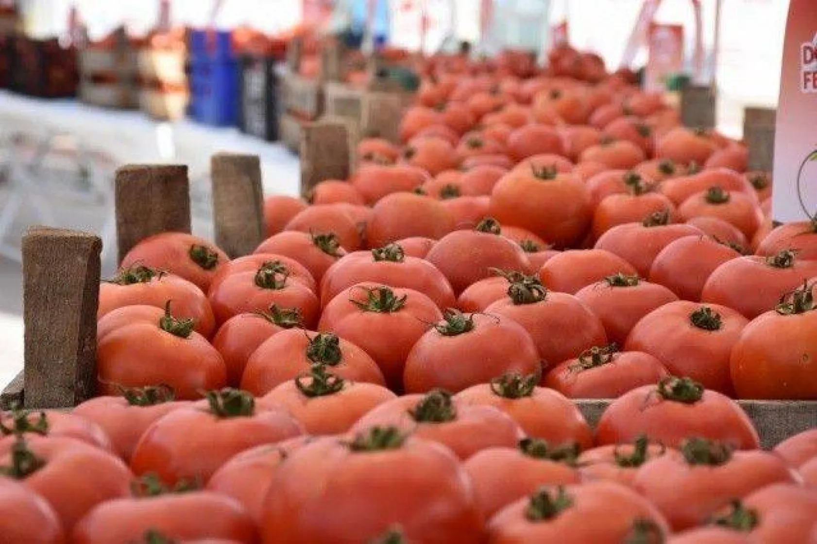 34 yıldır sürdürülen gelenek Domates Festivali