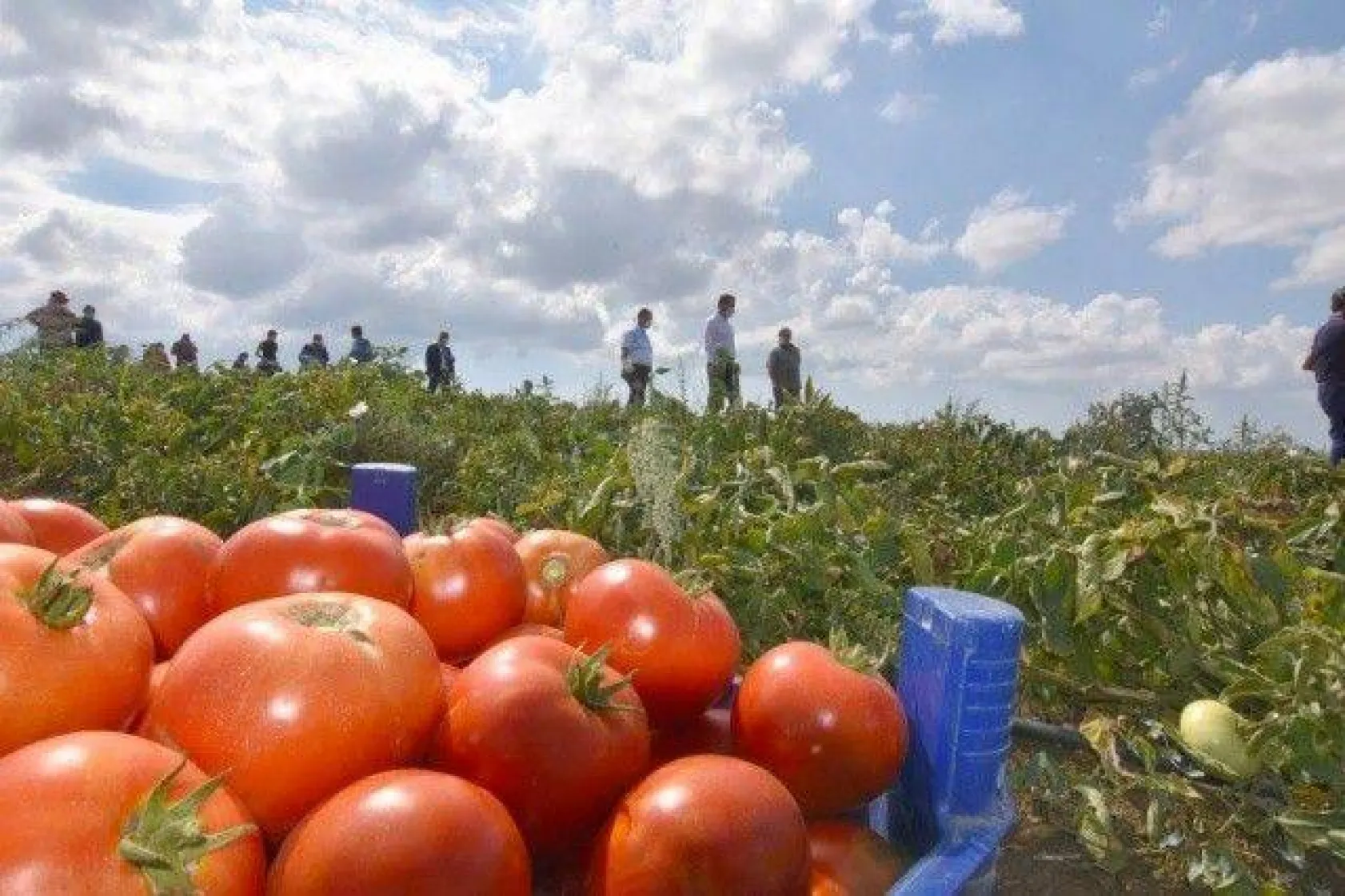 Başkan Yılmaz Karpuz ve Domates Hasadı Yaptı