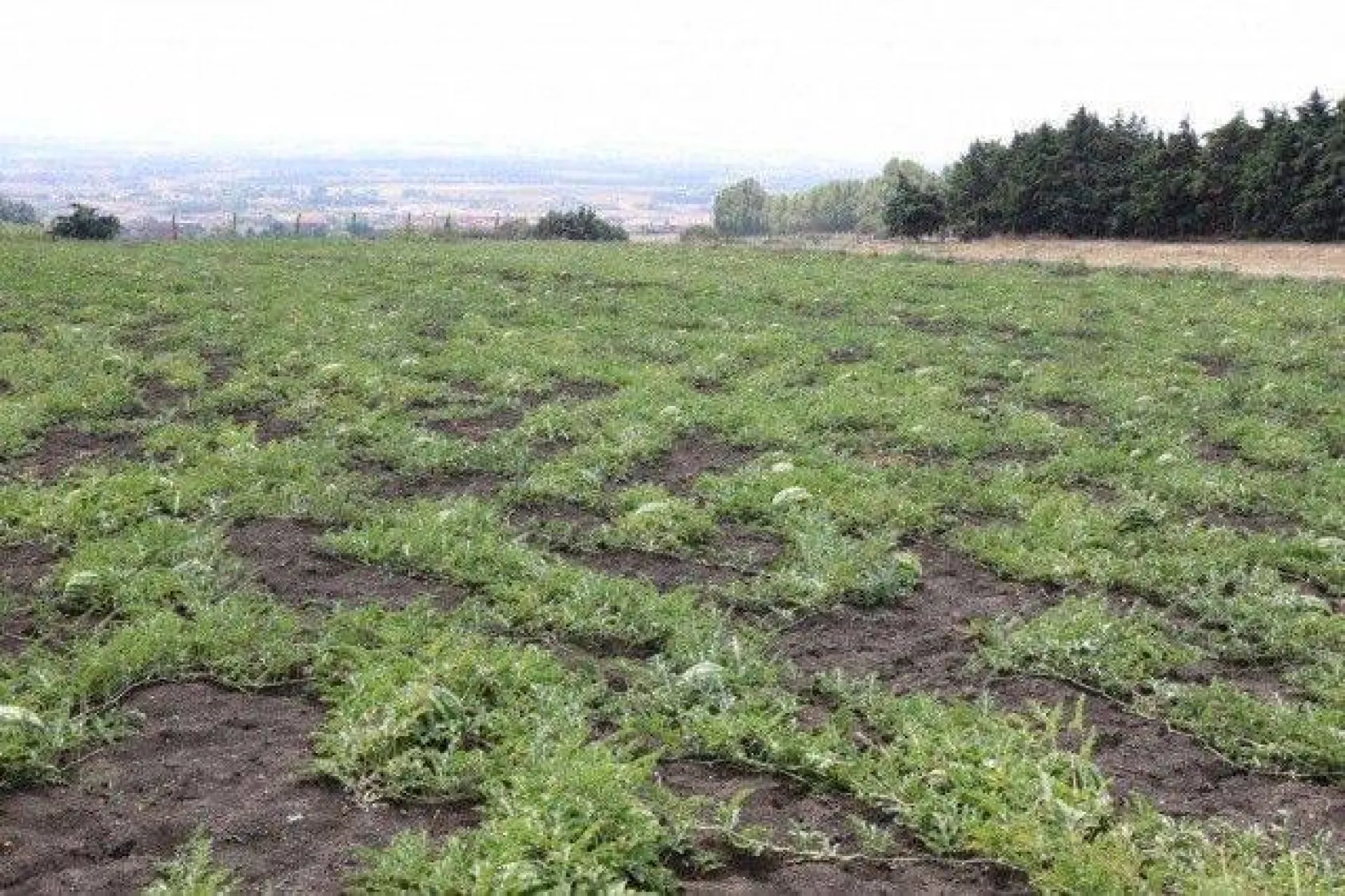 Başkan Yılmaz Karpuz ve Domates Hasadı Yaptı