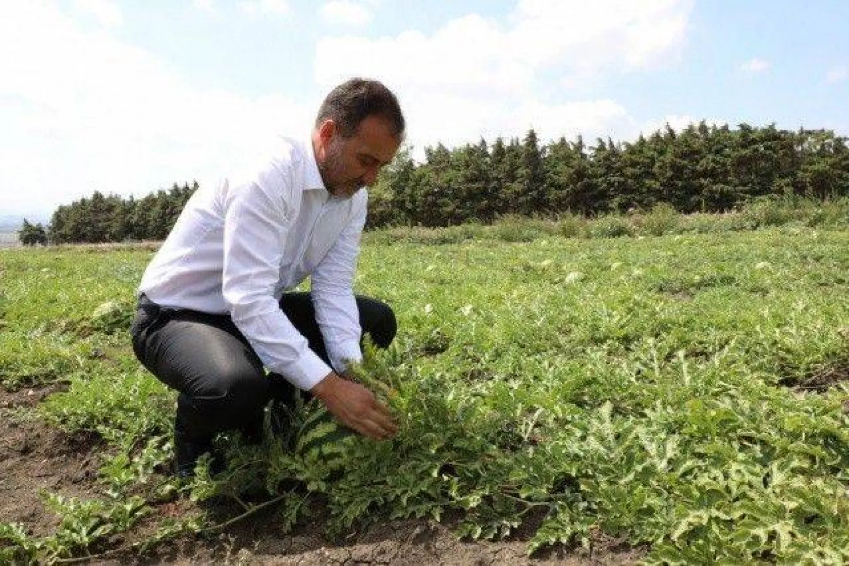 Başkan Yılmaz Karpuz ve Domates Hasadı Yaptı