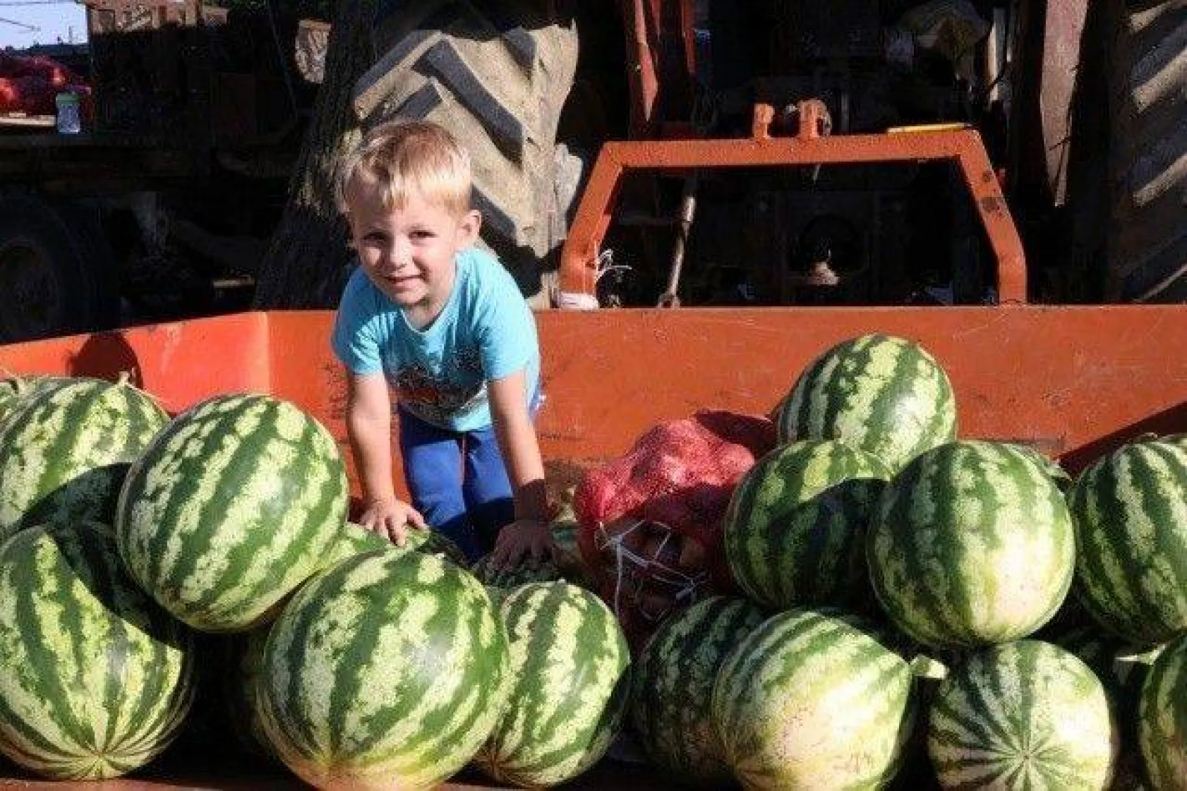 Silivri Kadıköy'de En İyi Karpuz Üreticileri Yarıştı
