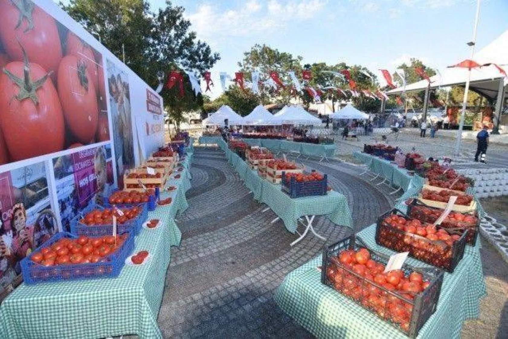 Değirmenköy'de Domatesler Yarıştı