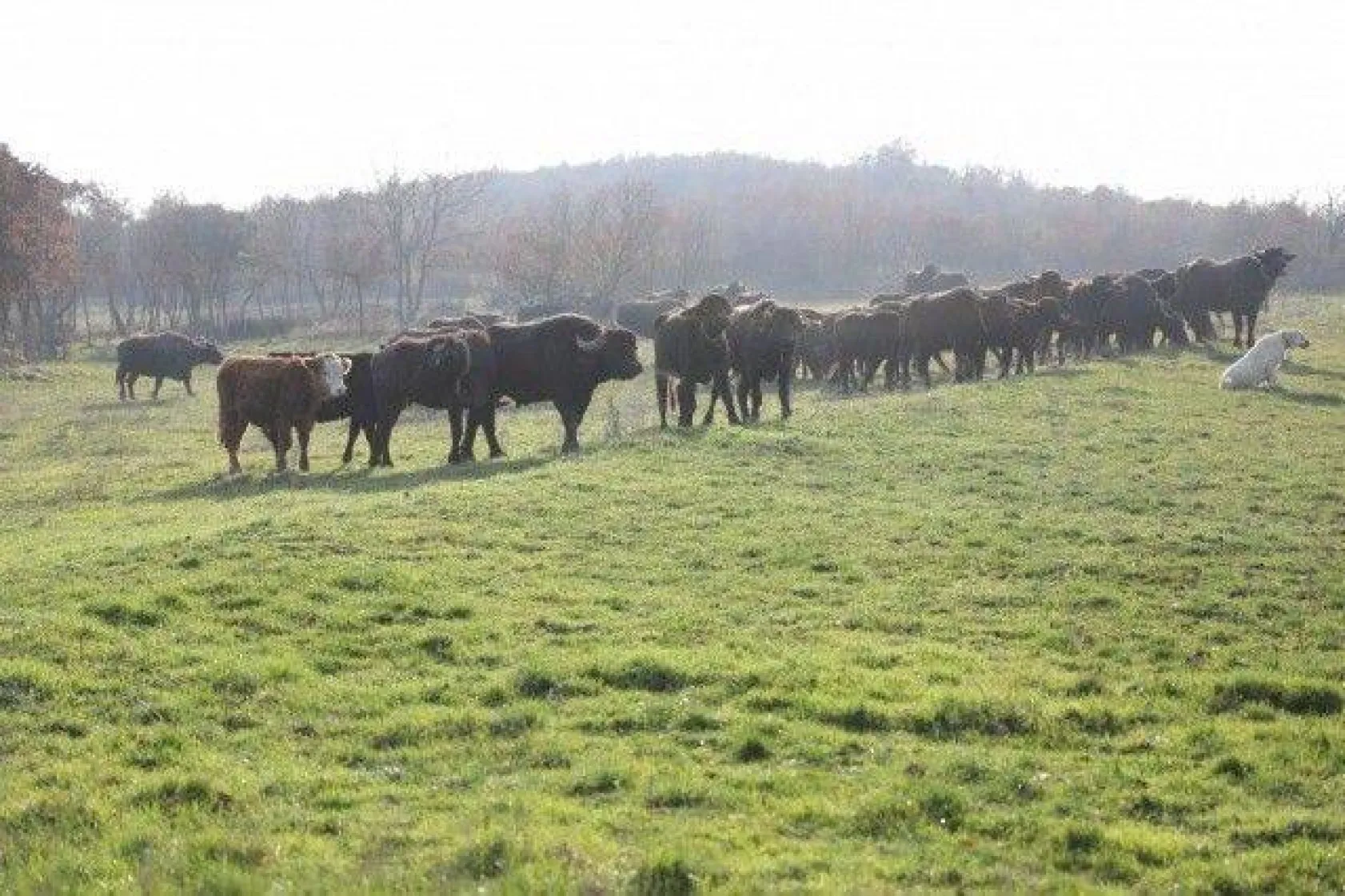 Başkan Yılmaz Sanatçı Alişan ile Gübre Serpme Aracı Kullandı