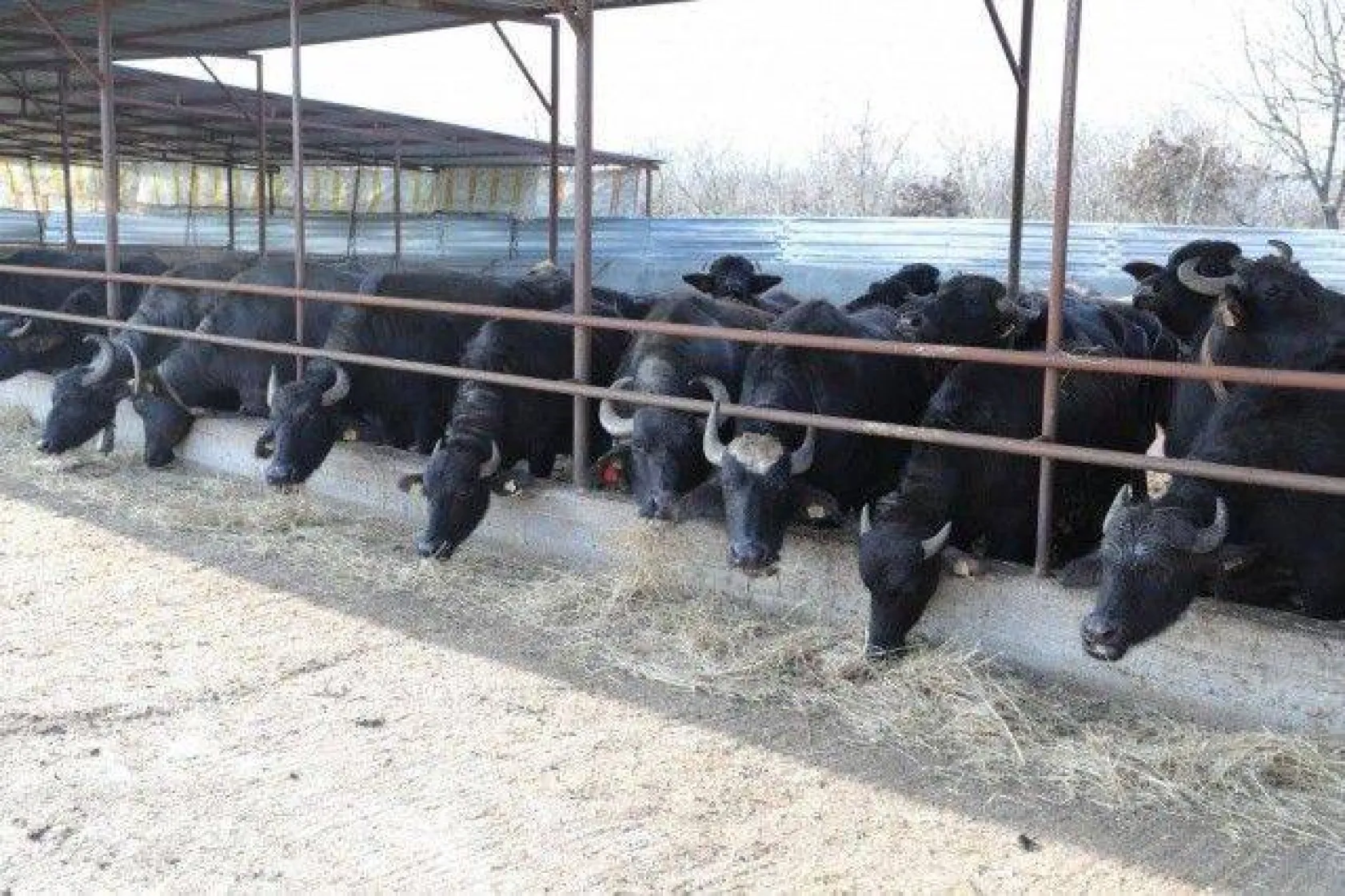 Başkan Yılmaz Sanatçı Alişan ile Gübre Serpme Aracı Kullandı