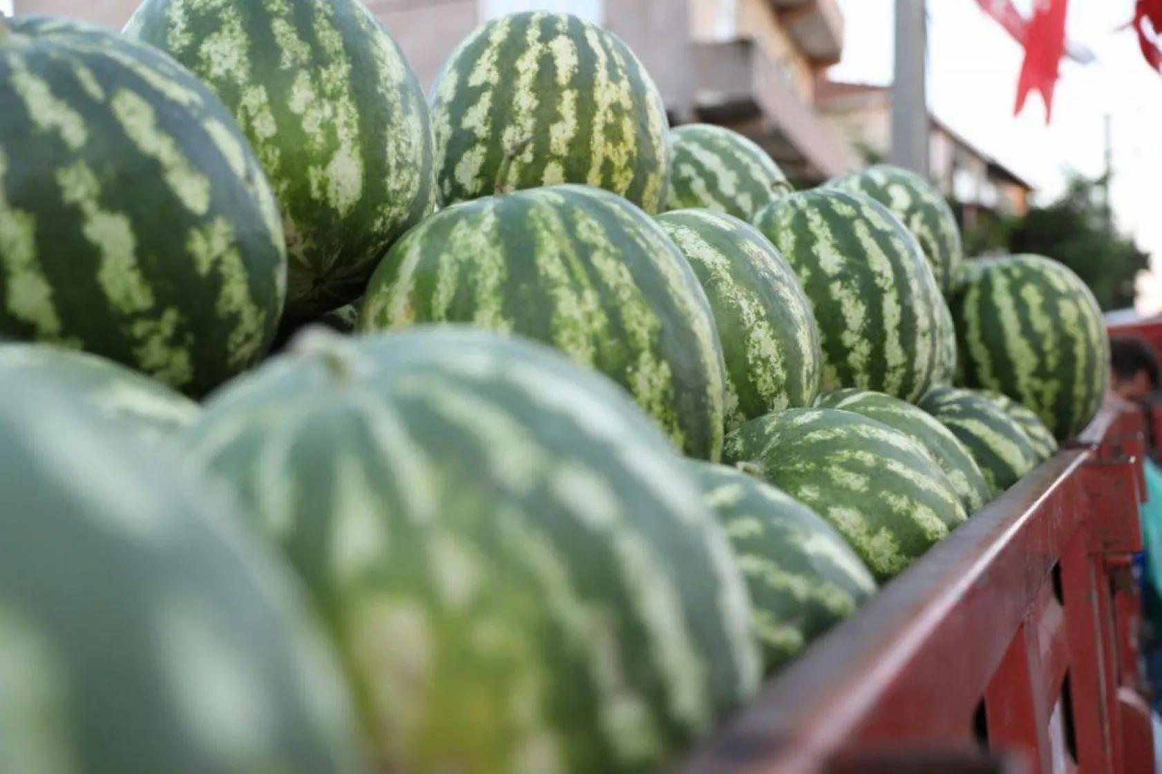 Silivri'nin en güzel karpuzu belli oldu