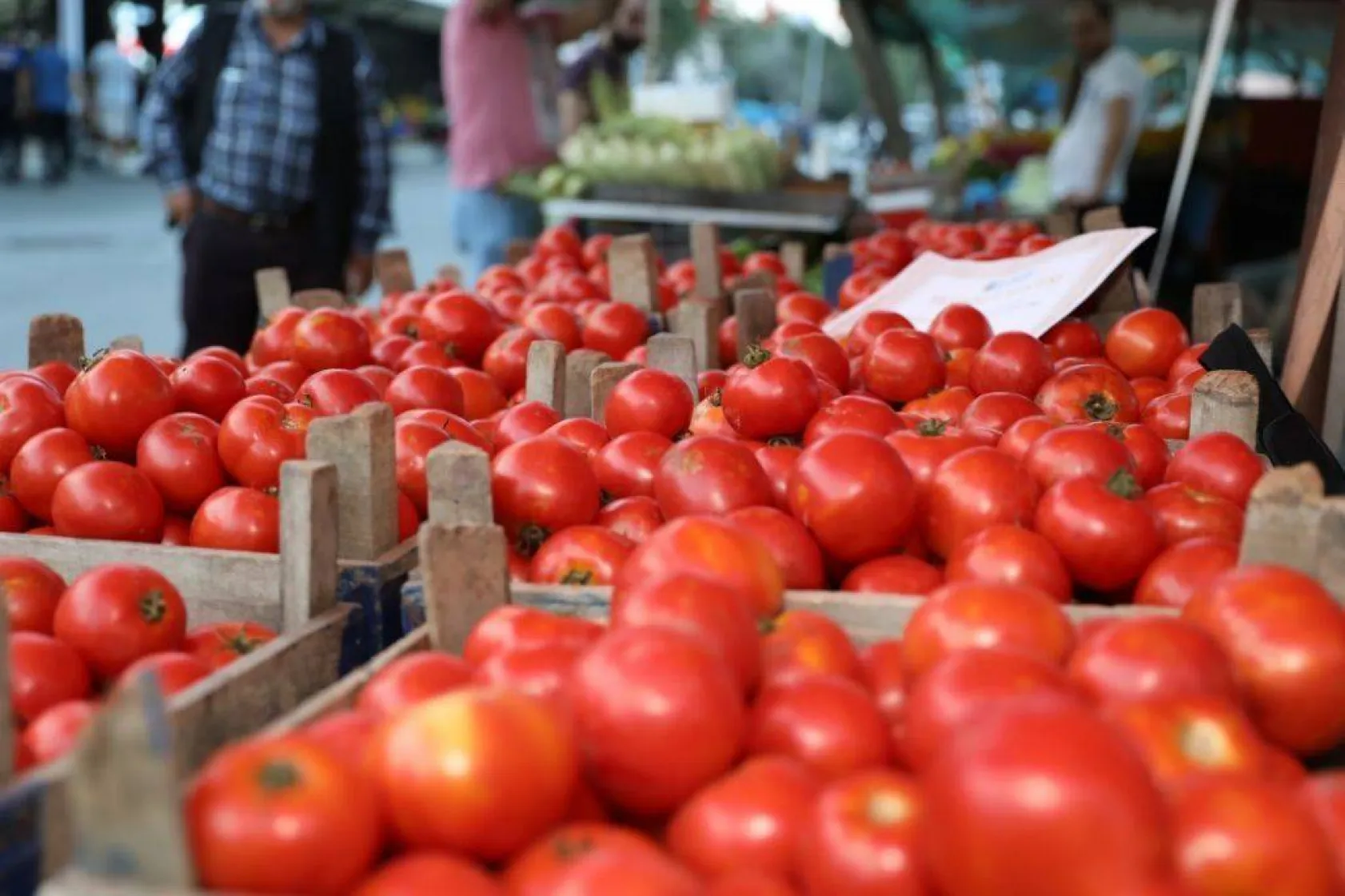 En güzel domatesler yarıştı