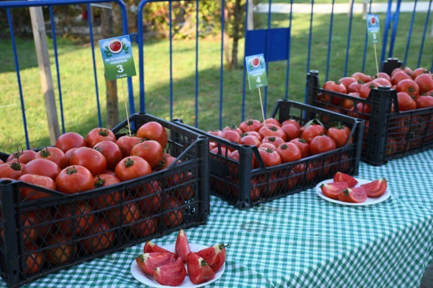En güzel domatesler yarıştı