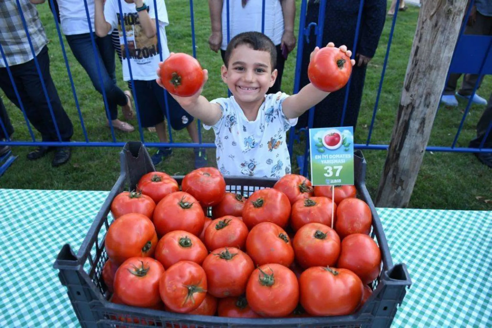 En güzel domatesler yarıştı