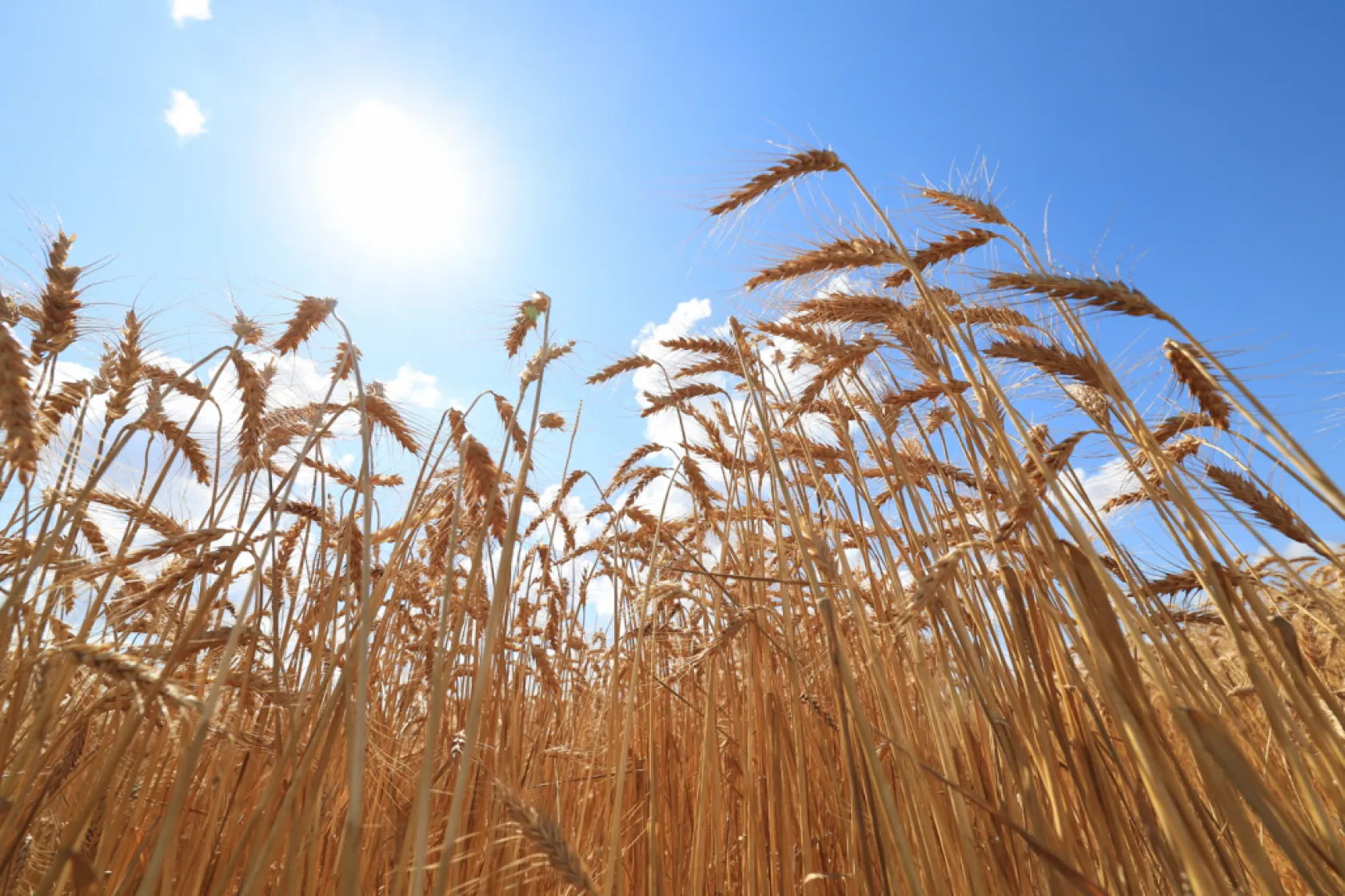 Deneme tohumlarının ilk hasadı yapıldı