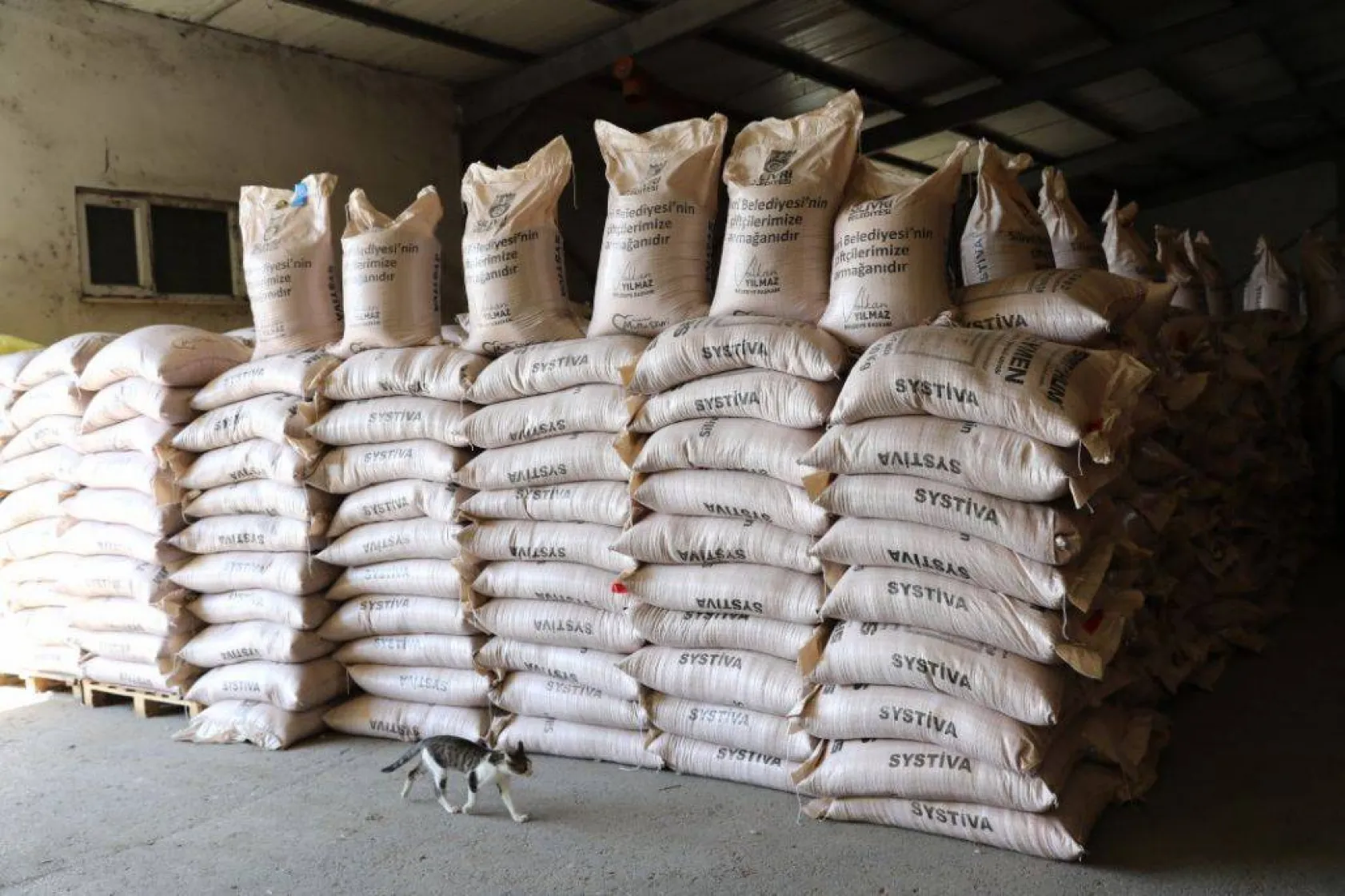 Bekirli, Kurfallı ve Fener'de tohumluk arpa coşkusu